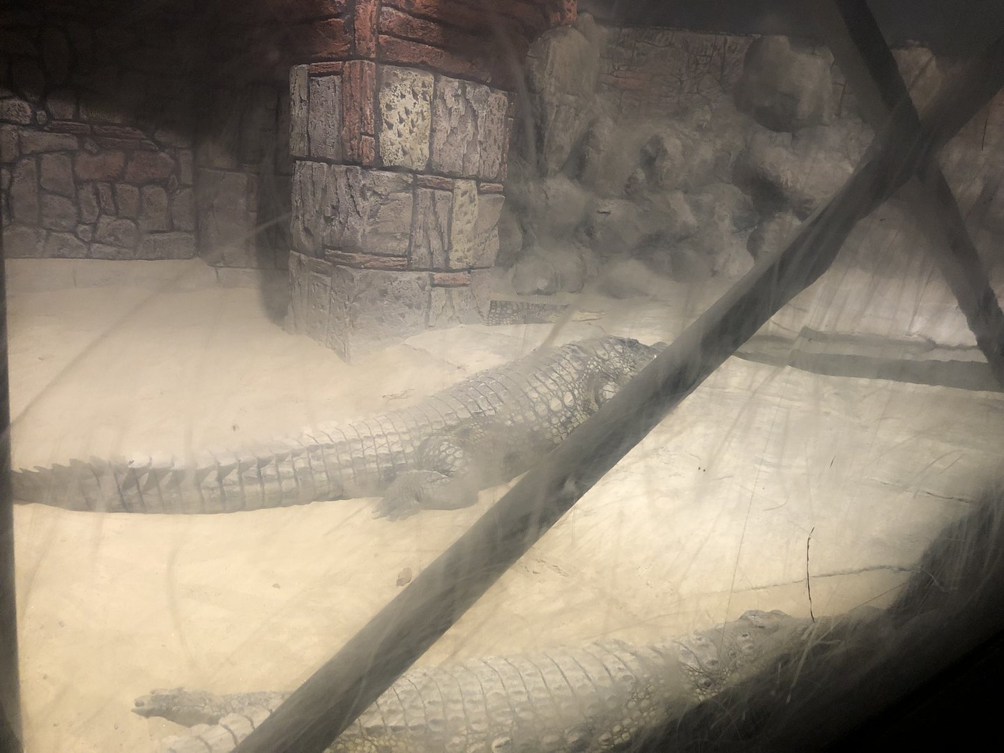 Crocodile Display at ViaSea Aquarium