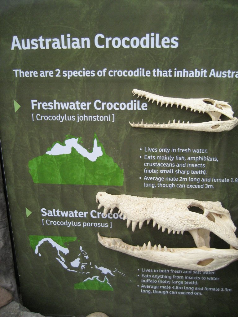 Crocodile display