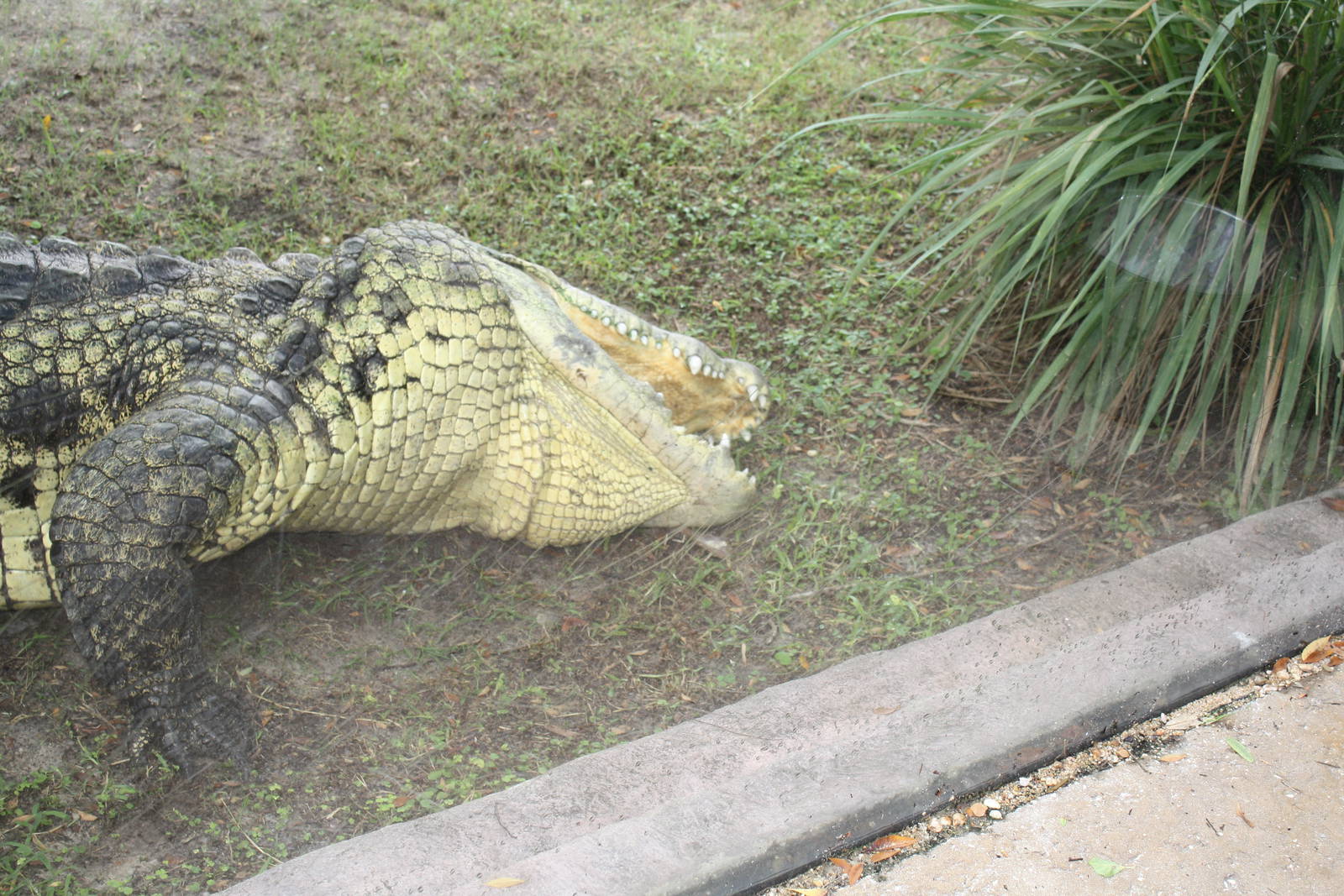 Crocodile Eating Sausage