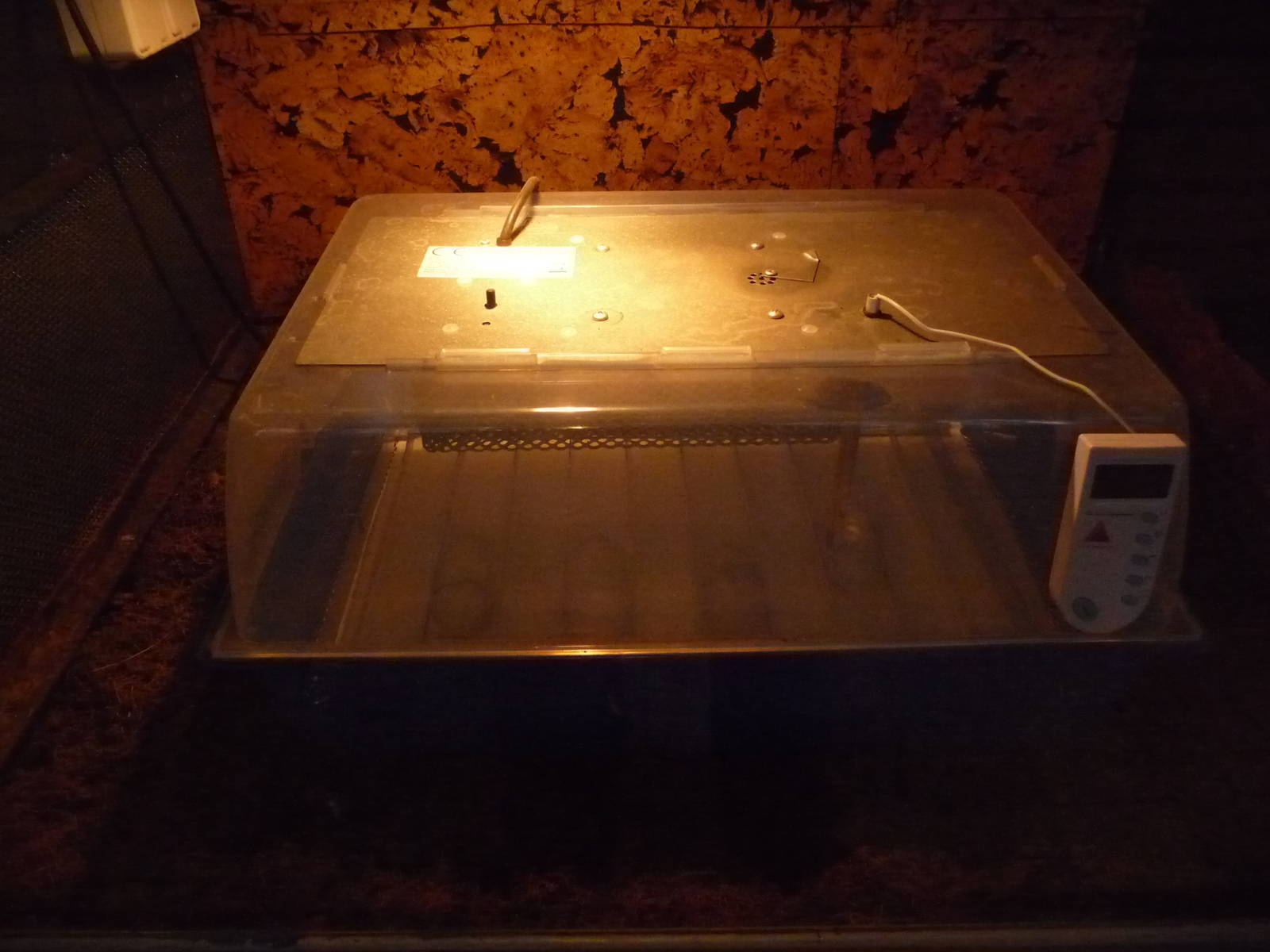 Crocodile eggs in Incubator