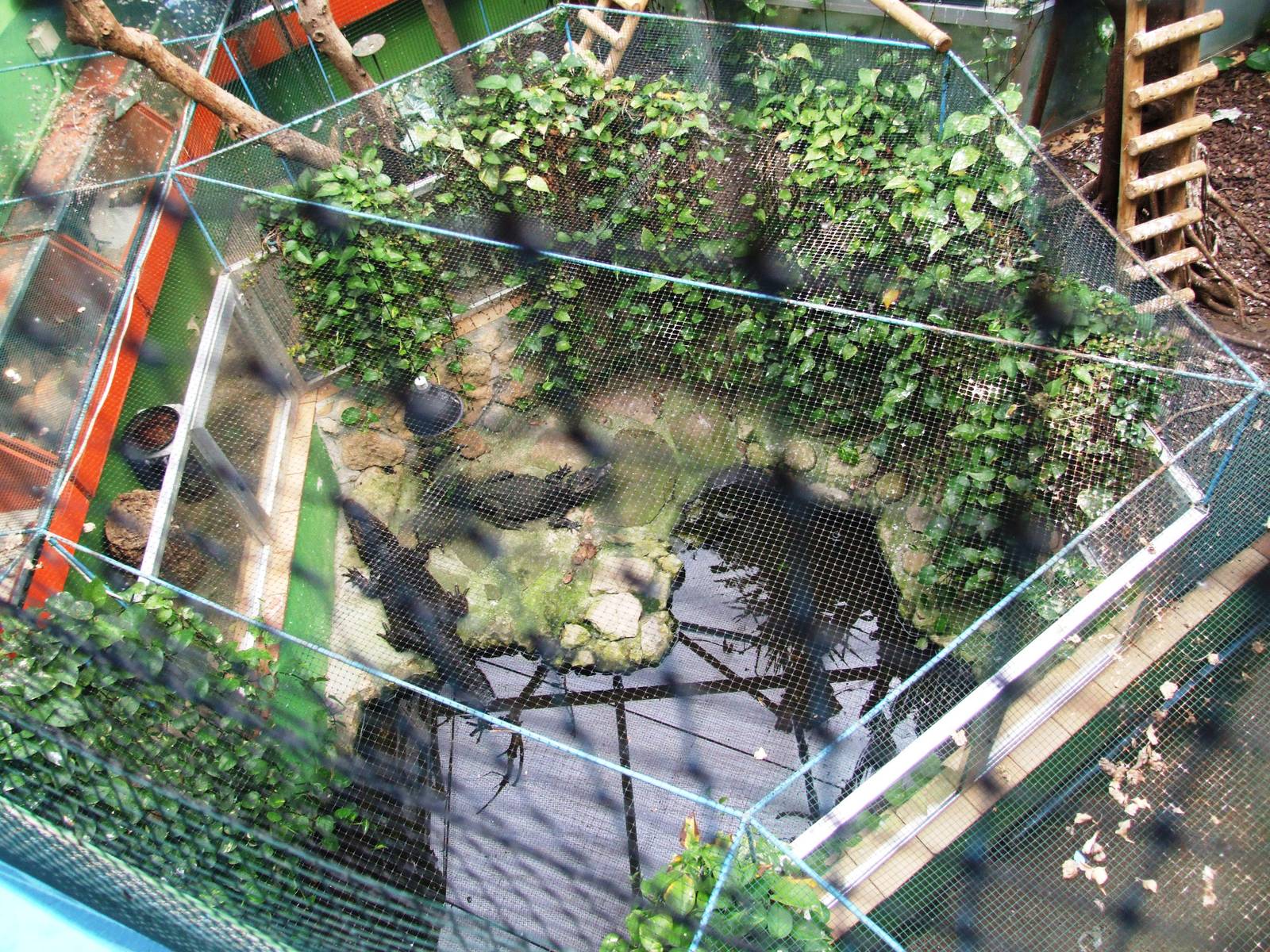 Crocodile Enclosure at Santillana del Mar, 13/06/15