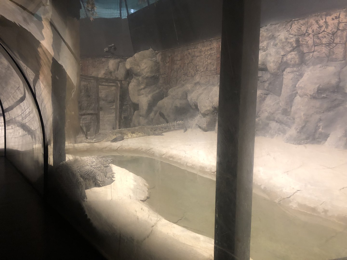 Crocodile Enclosure at ViaSea Aquarium