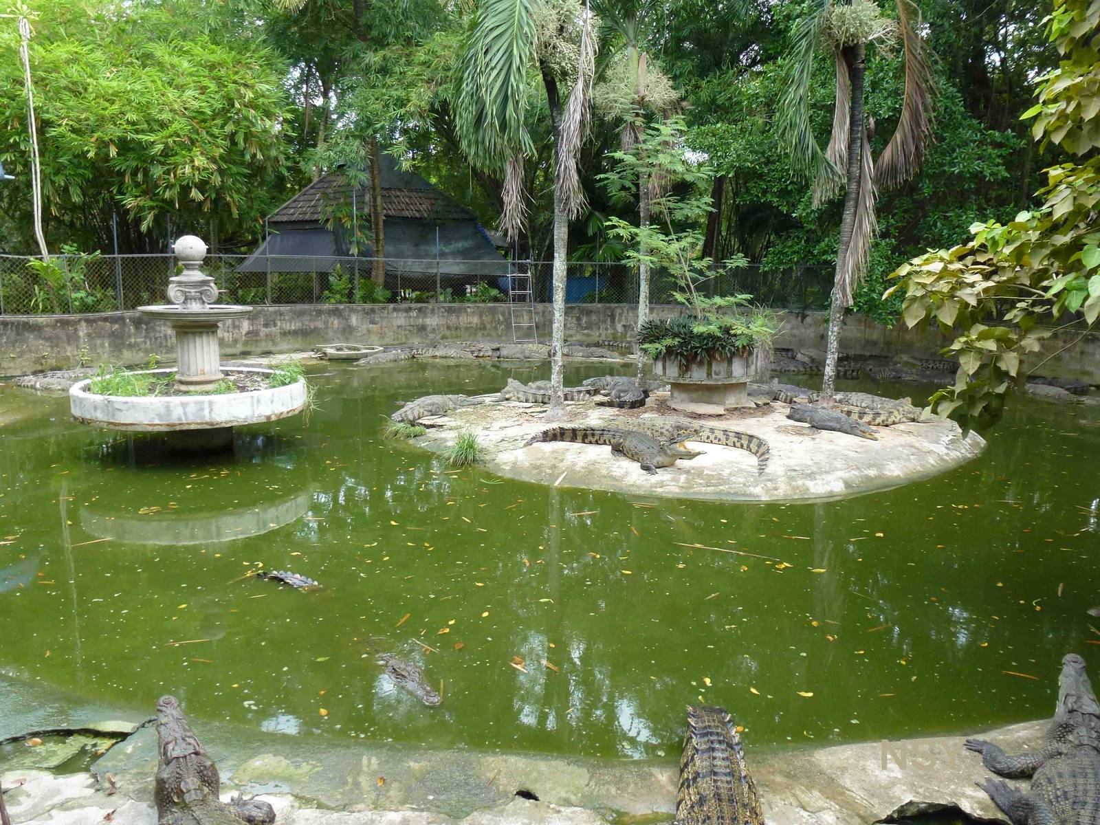 Crocodile enclosure, June 2013.