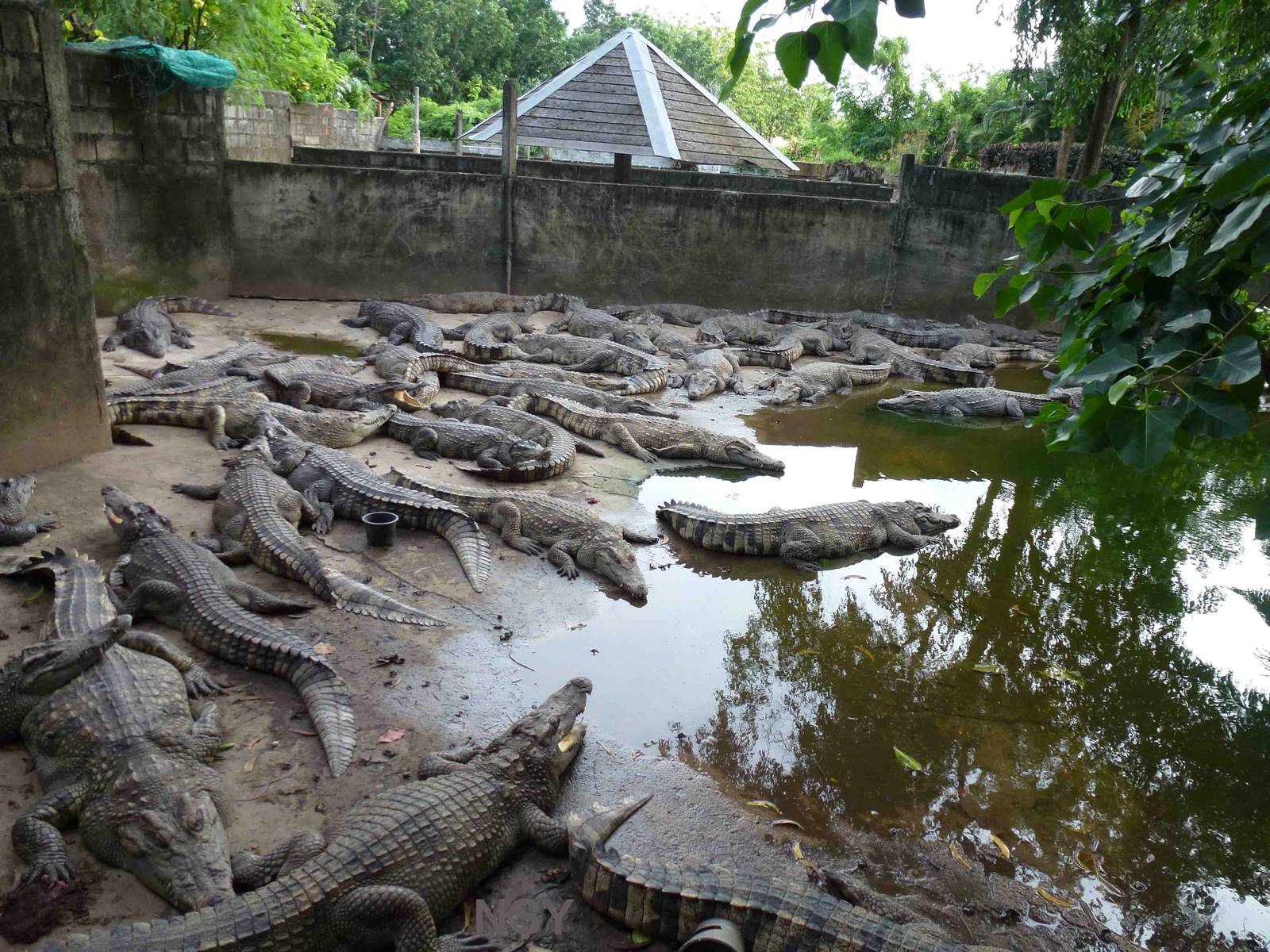 Crocodile enclosure, June 2013.