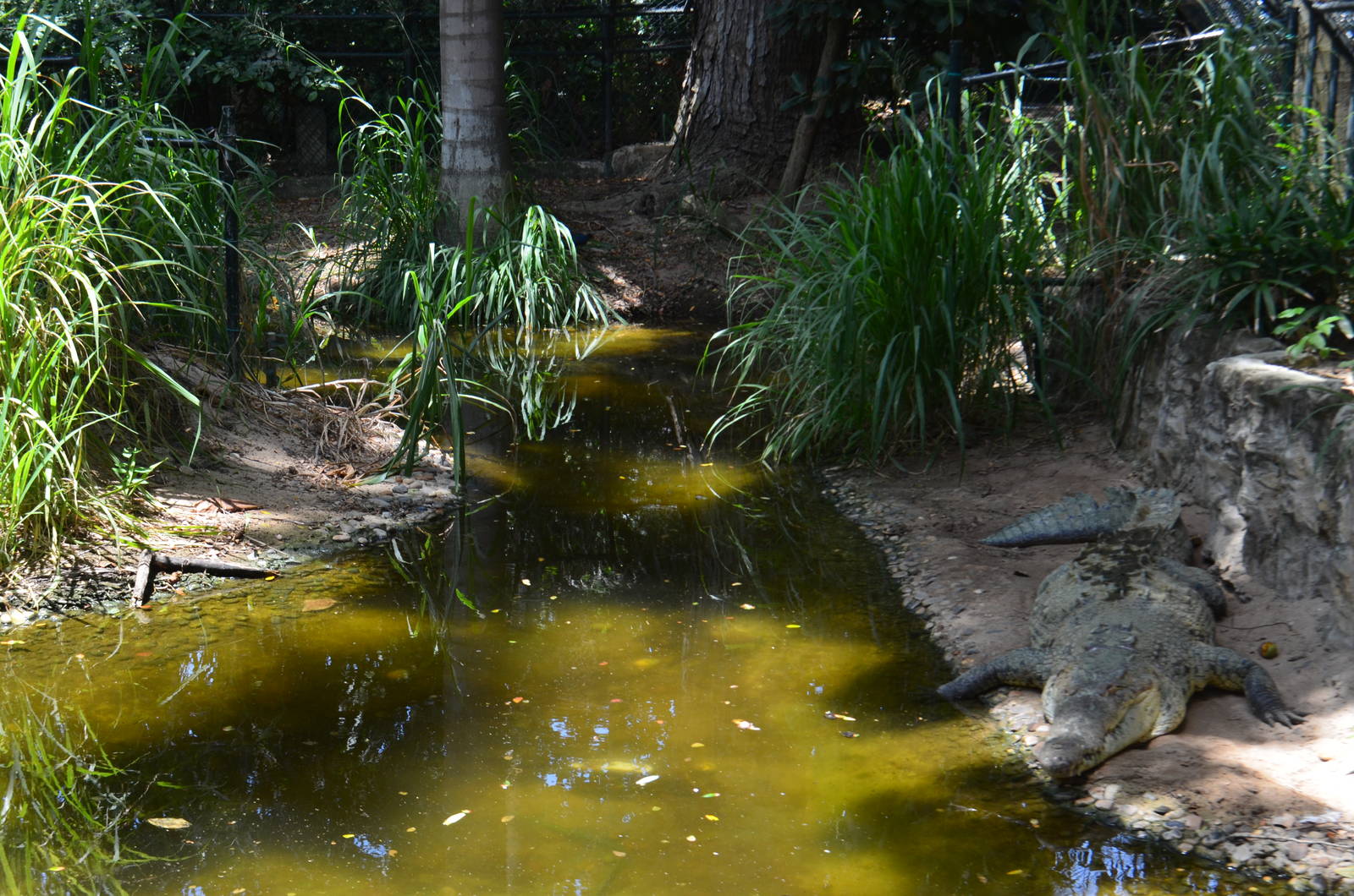 Crocodile enclosure