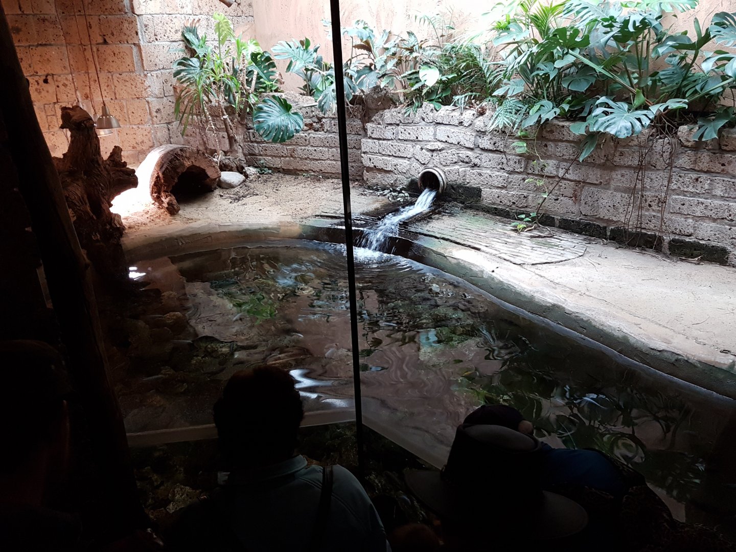 Crocodile-enclosure