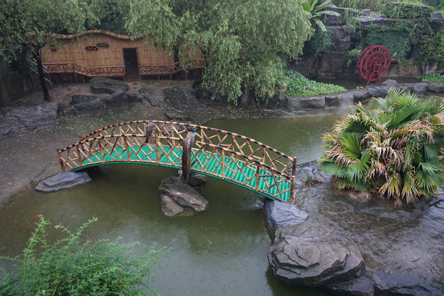 Crocodile enclosure