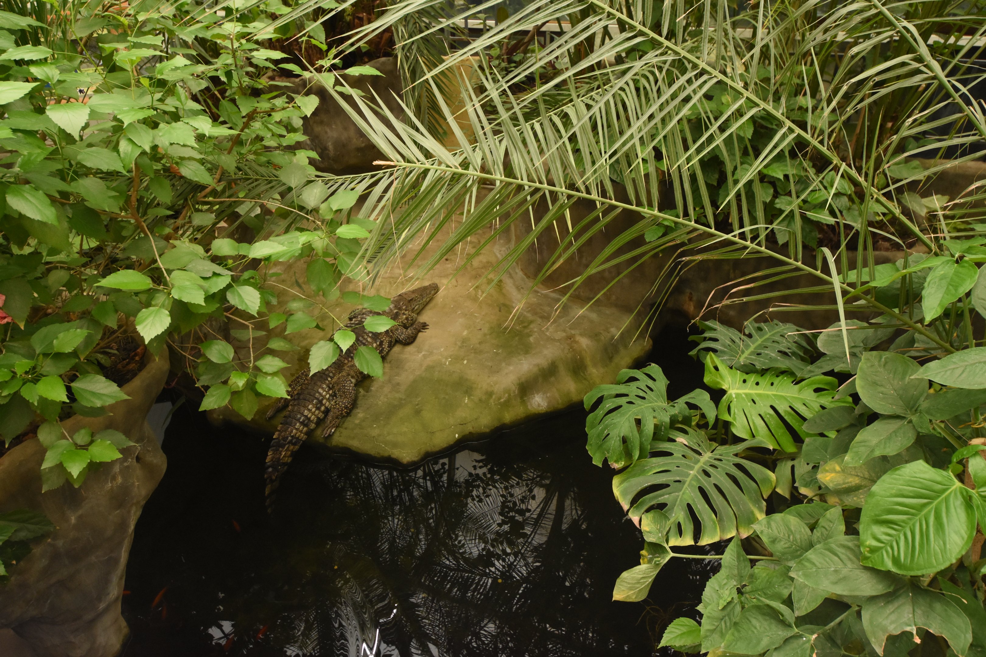 Crocodile enclosure