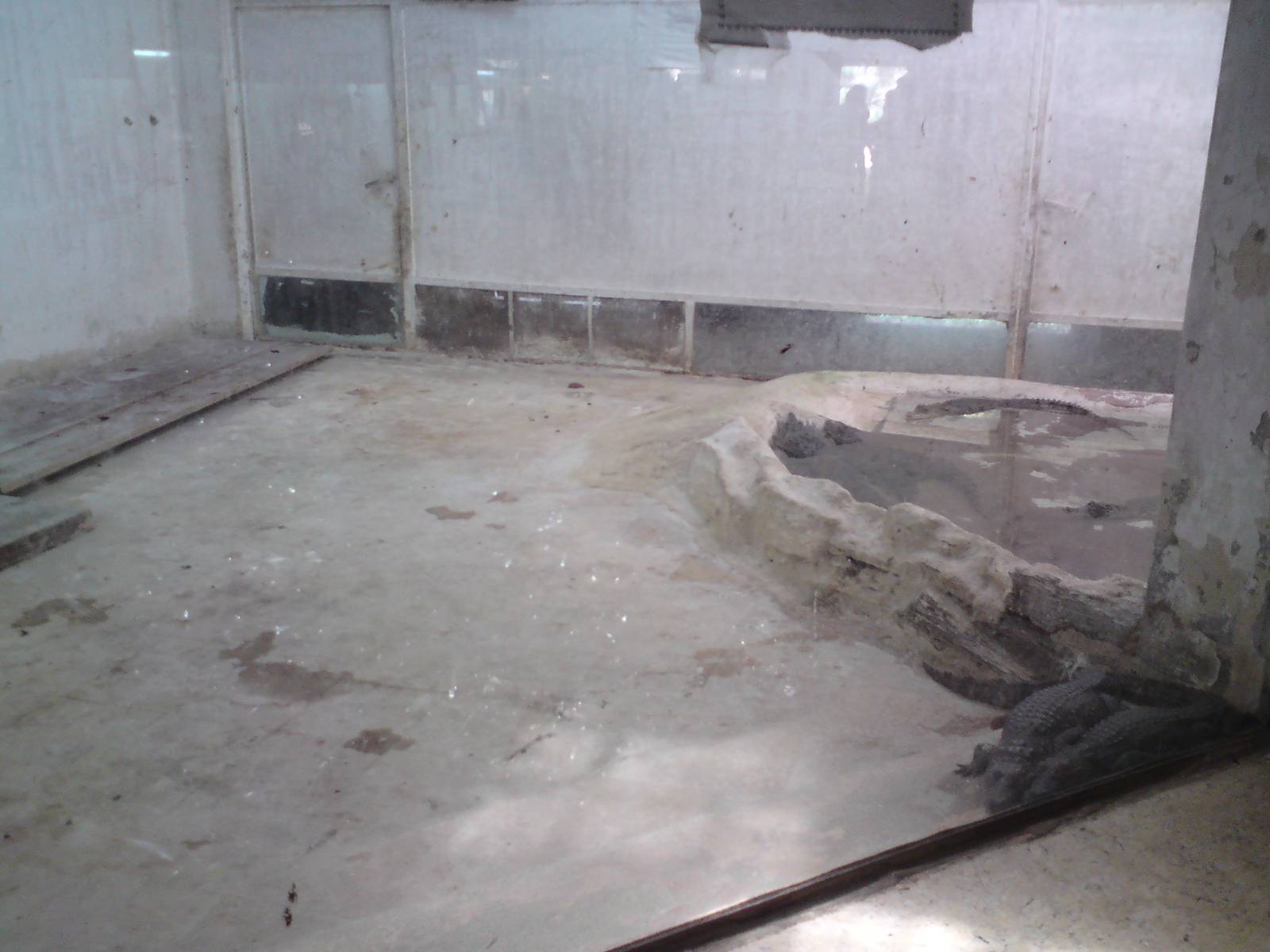 Crocodile enclosure