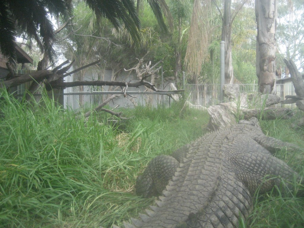 Crocodile enclosure