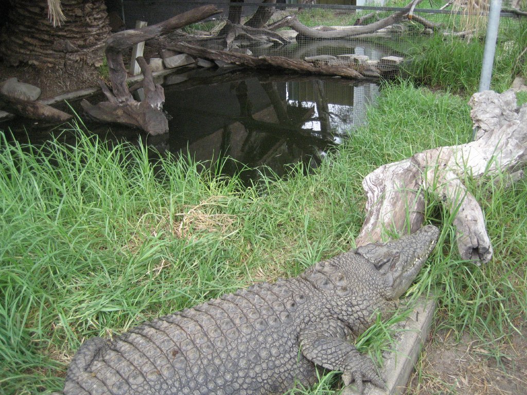 Crocodile enclosure