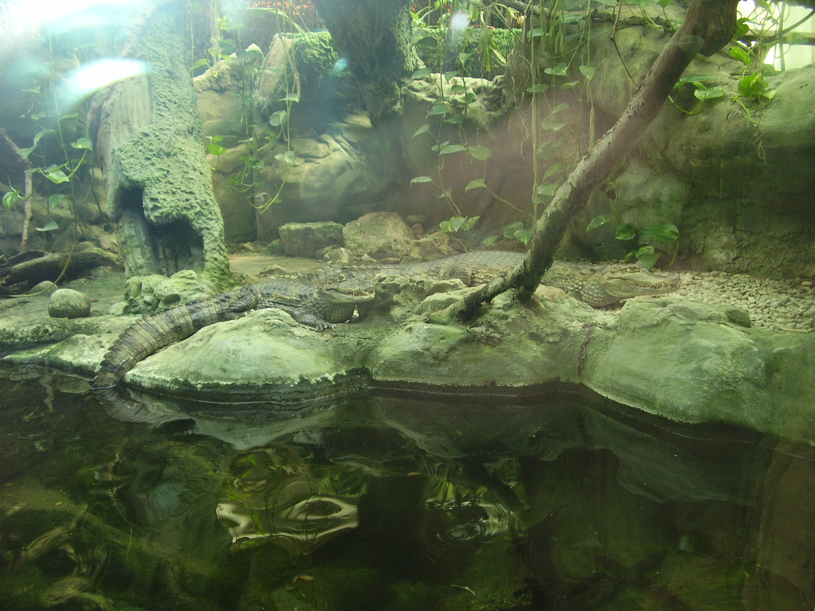 Crocodile exhibit - 2010