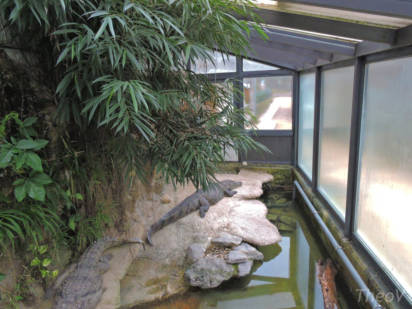 Crocodile exhibit [2015]