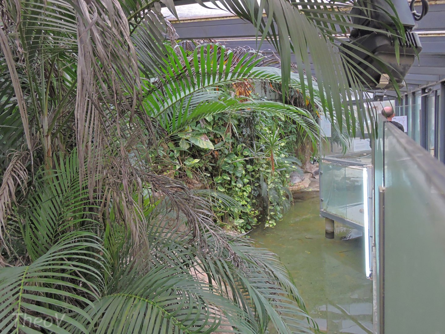 Crocodile exhibit [2015]