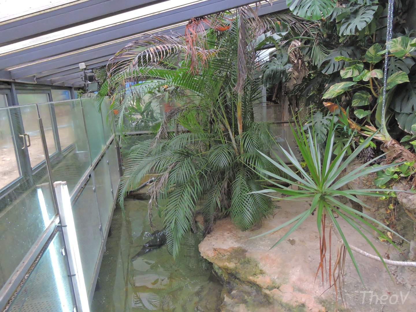 Crocodile exhibit [2015]