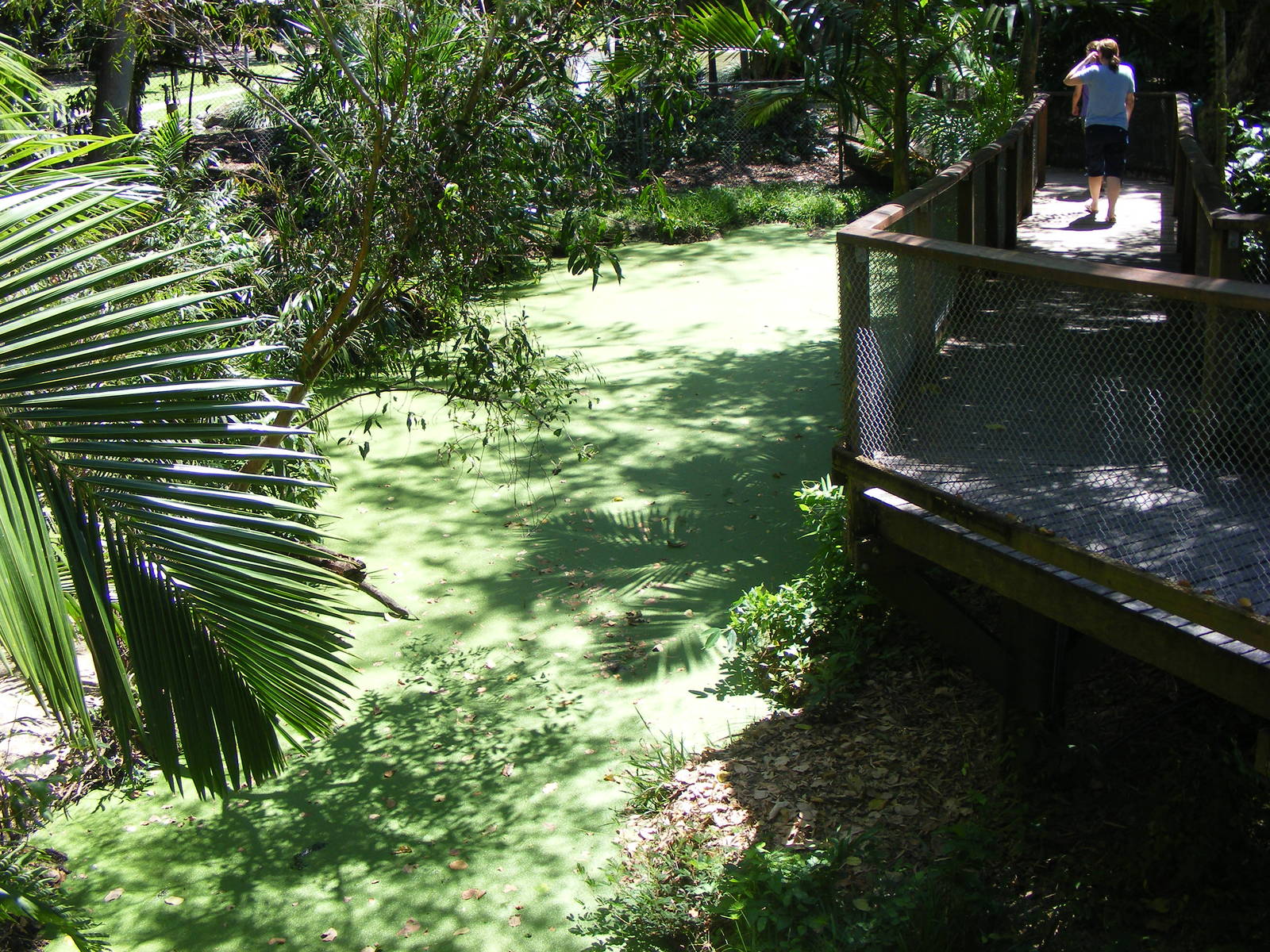 Crocodile Exhibit - April, 2009