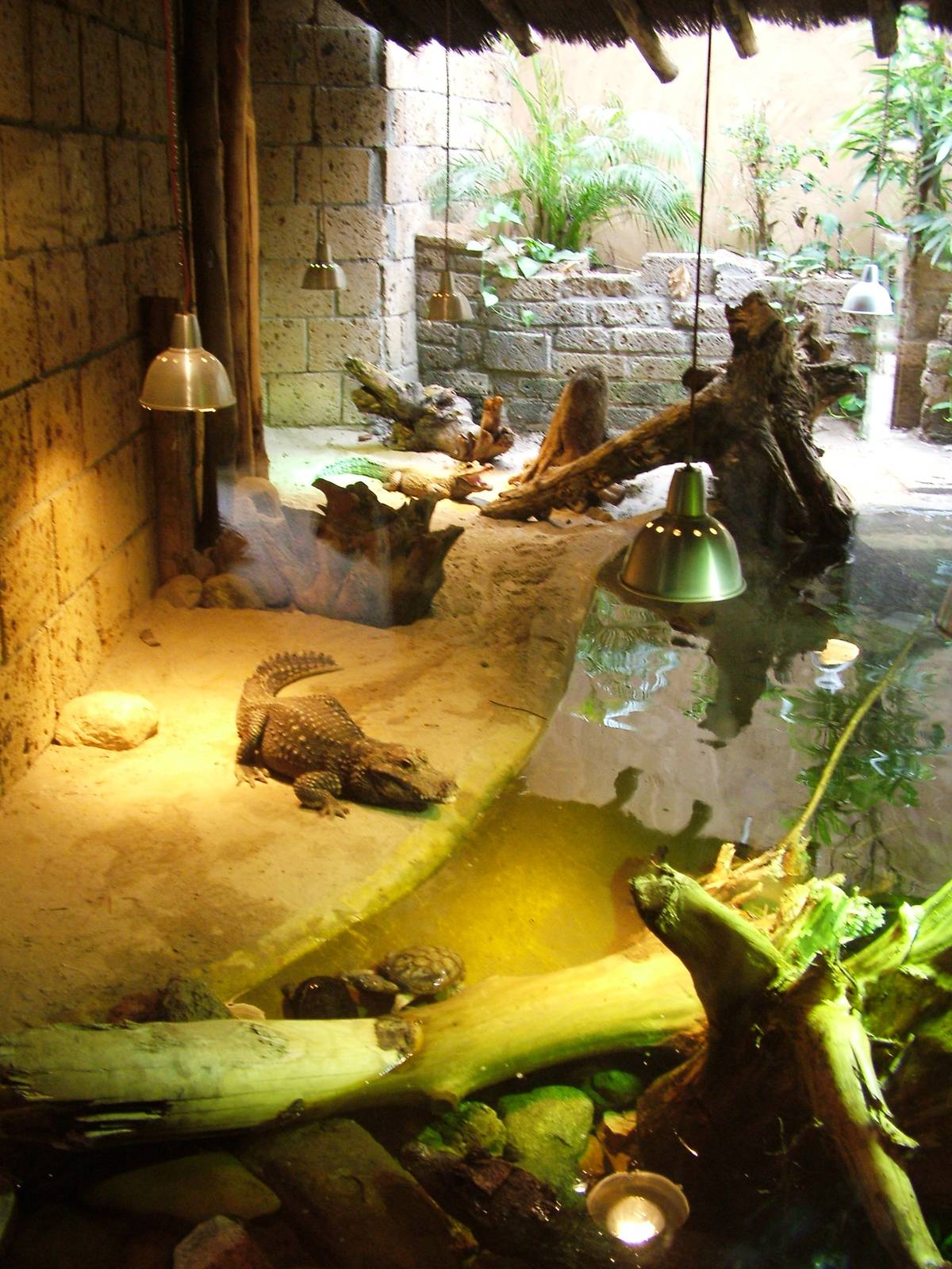 Crocodile Exhibit at Amersfoort, 01/06/12