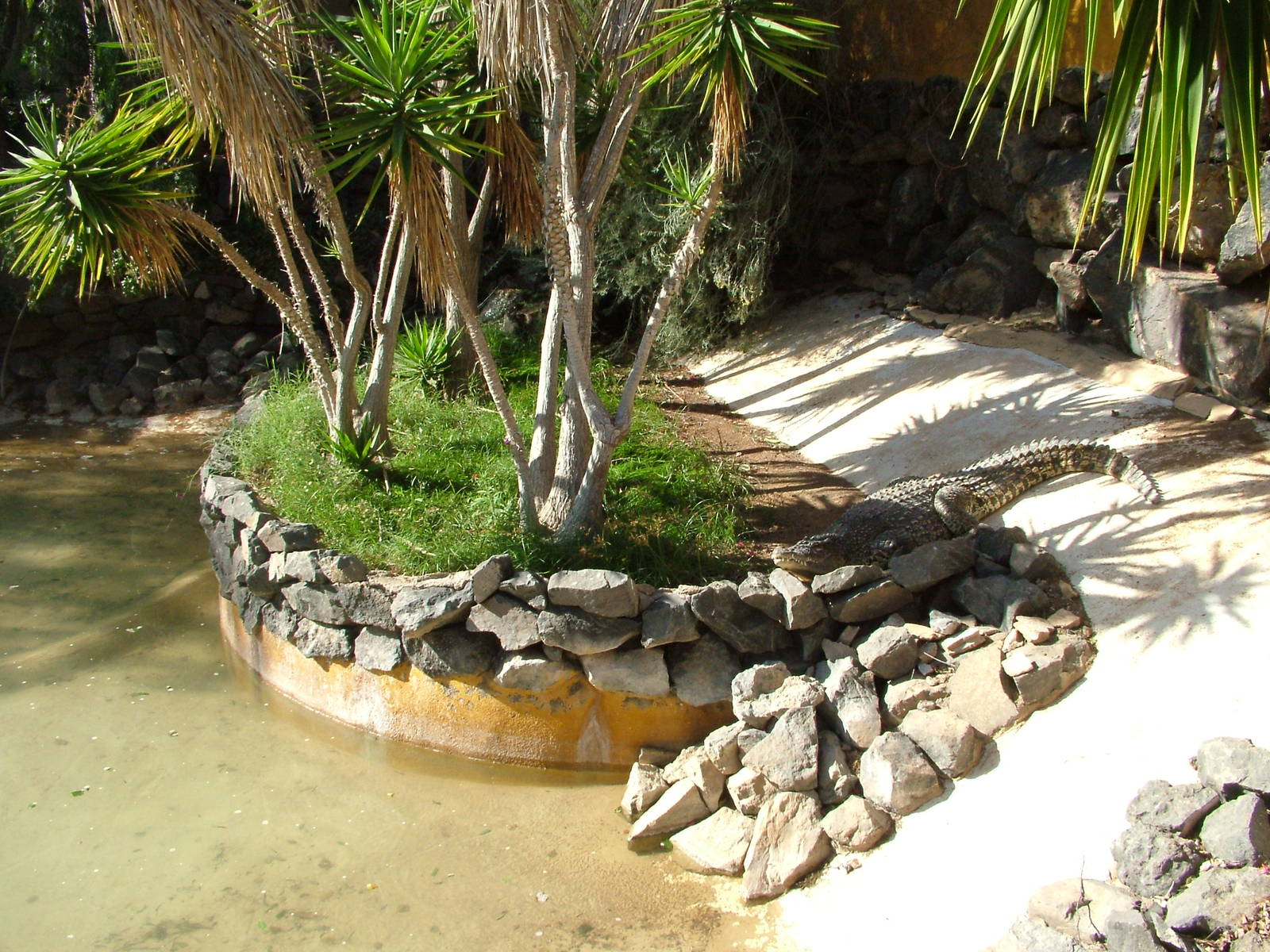 Crocodile Exhibit at Monkey Park, 09/11/10
