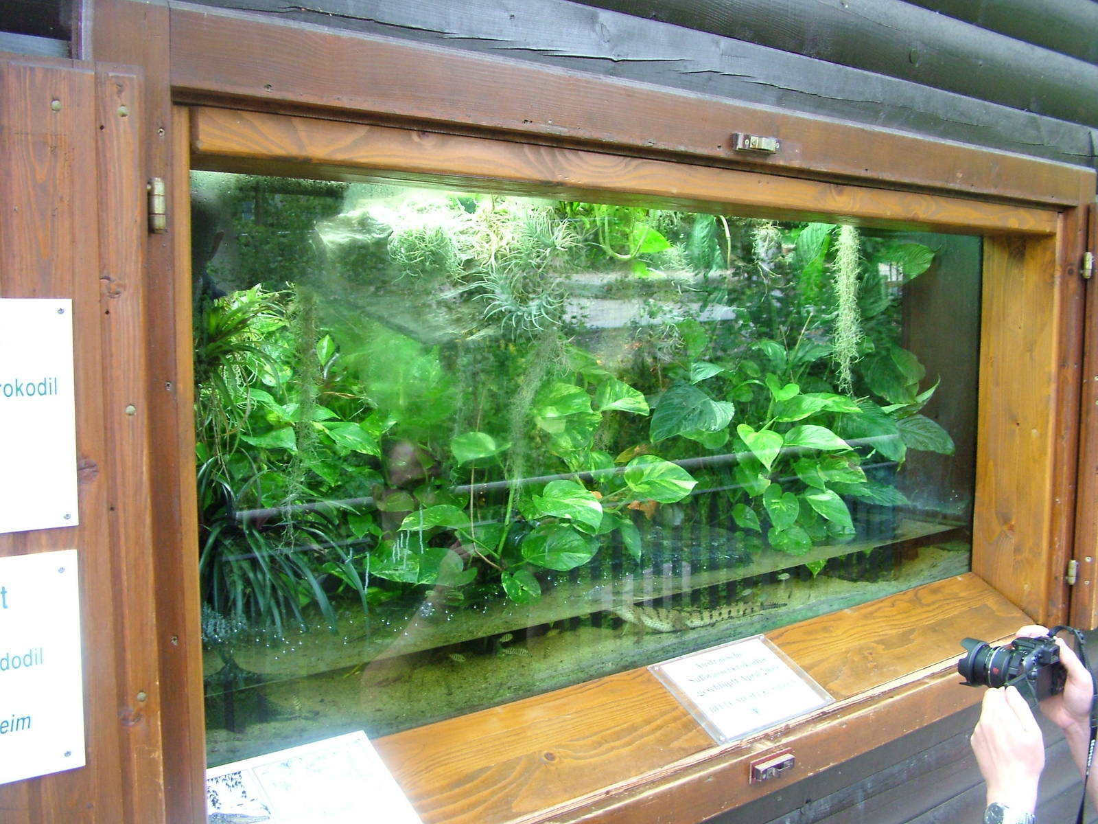 Crocodile Exhibit at Opel-Zoo Kronberg, 30/08/10