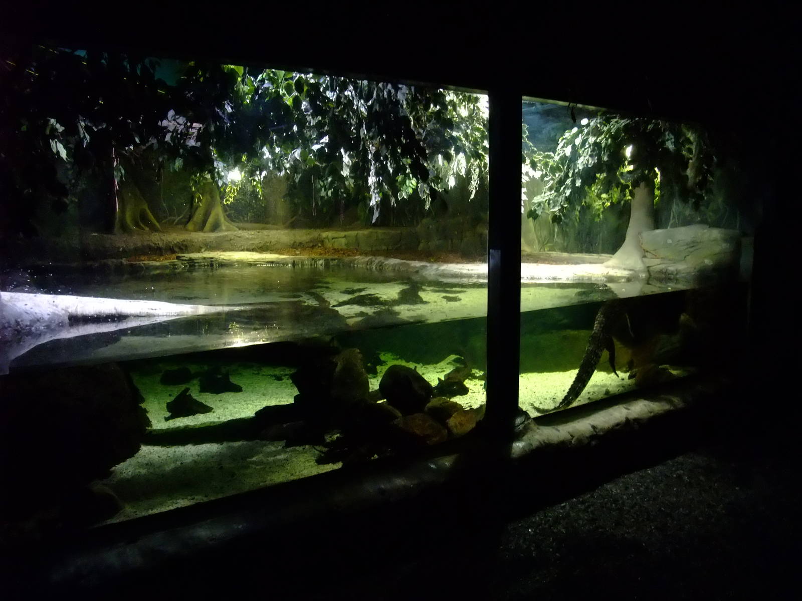 Crocodile Exhibit at SLC London, 17/11/11