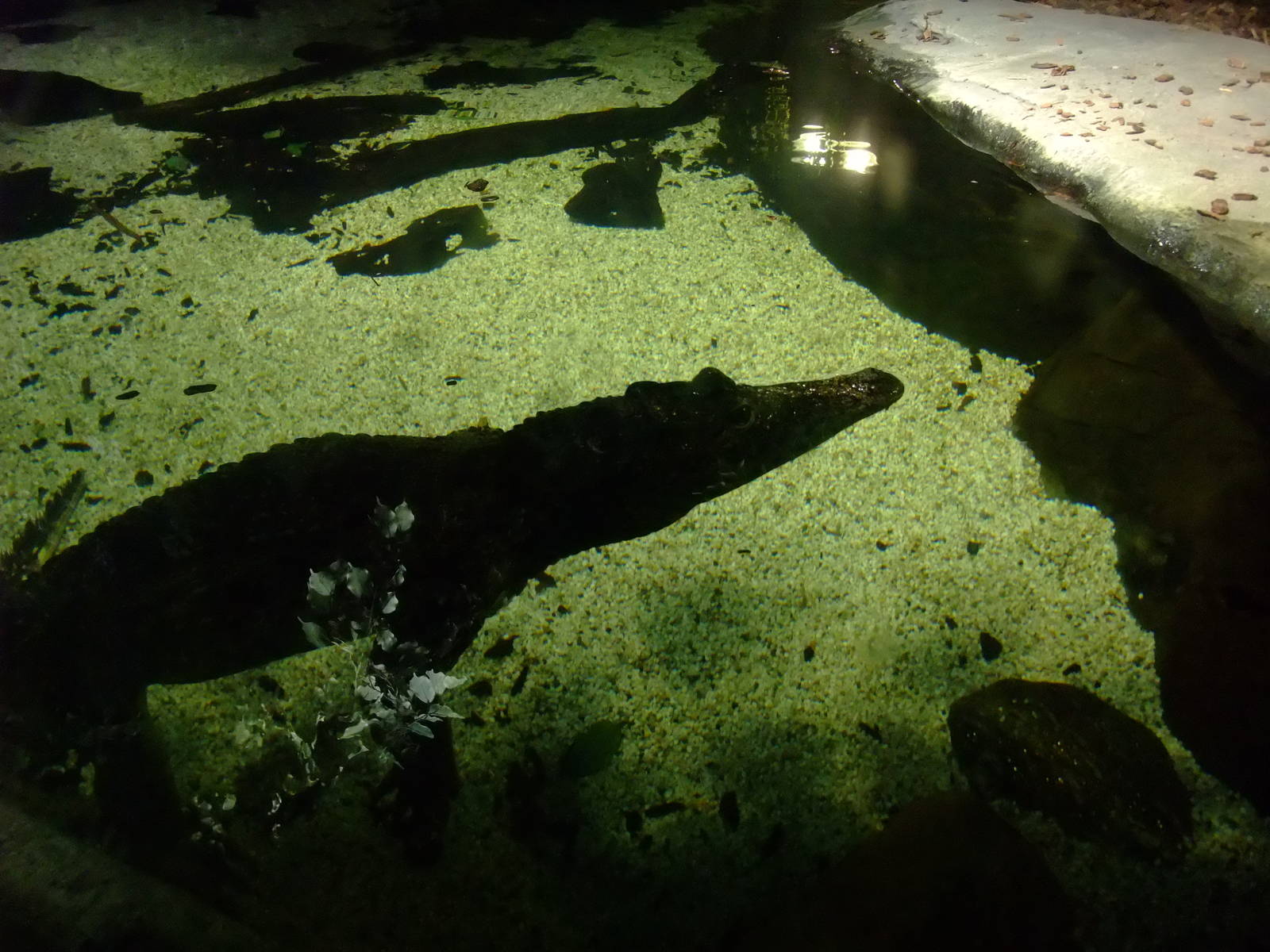 Crocodile Exhibit at SLC London, 17/11/11