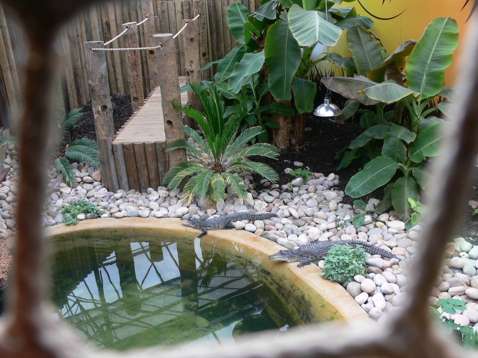 Crocodile exhibit at Tropical World, 30/06/13