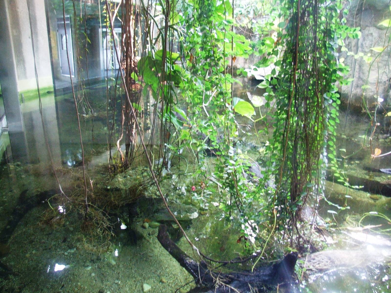 Crocodile Exhibit at Vienna, 14/06/13