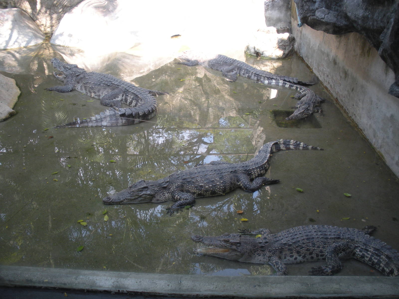 Crocodile Exhibit