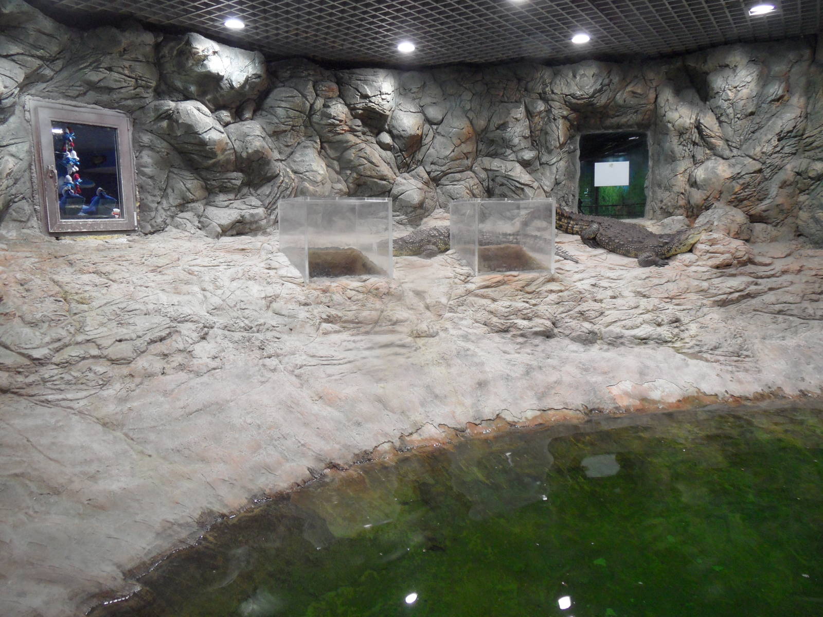 Crocodile exhibit