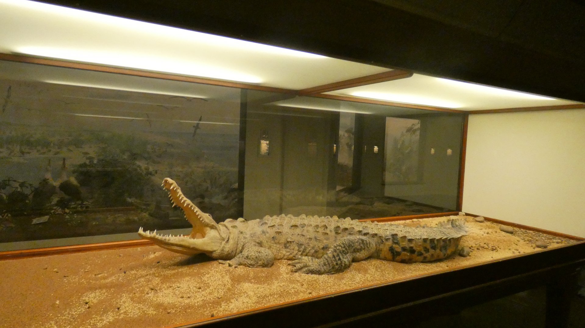 Crocodile - Feb. 2022