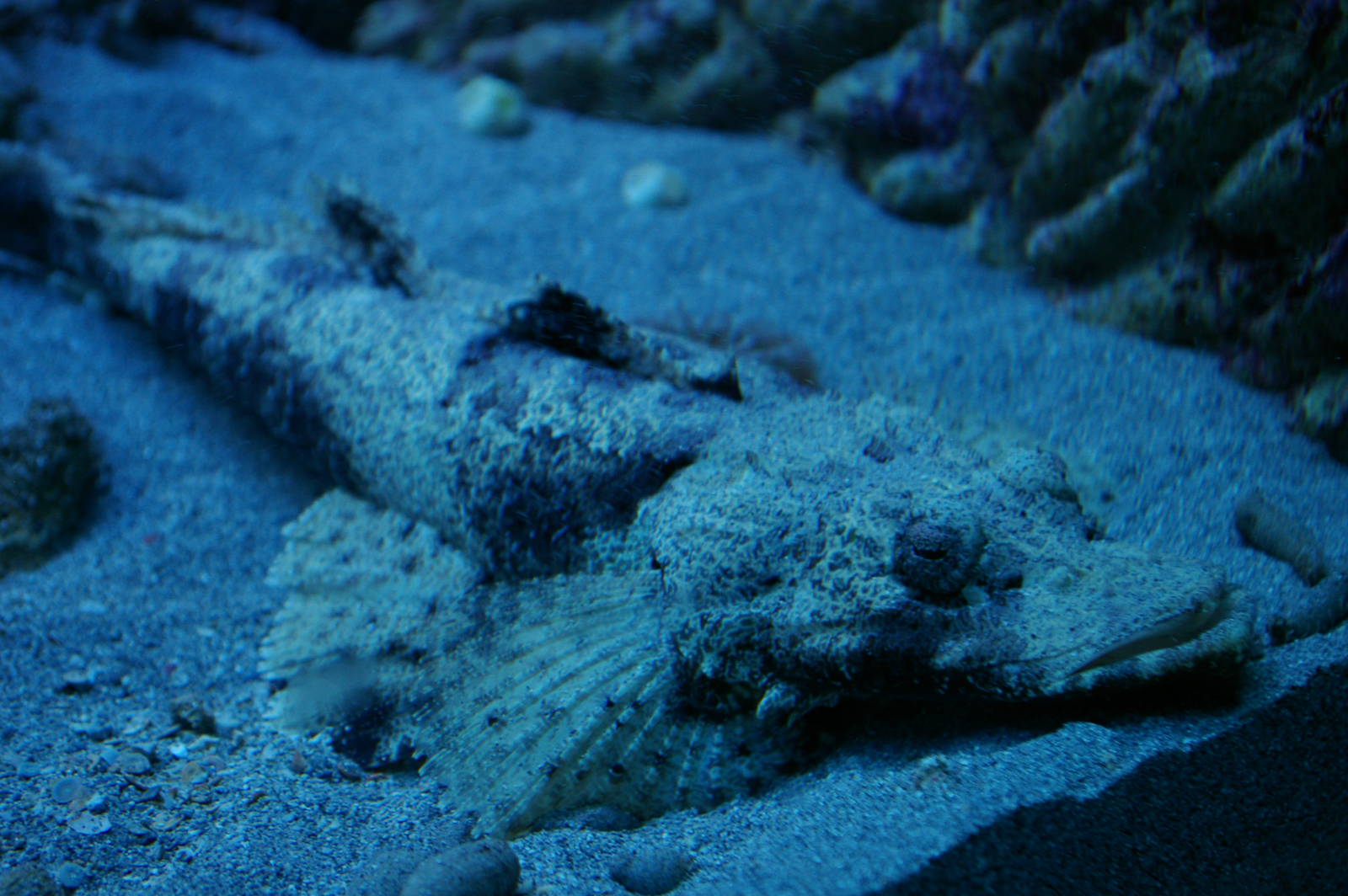 crocodile-fish