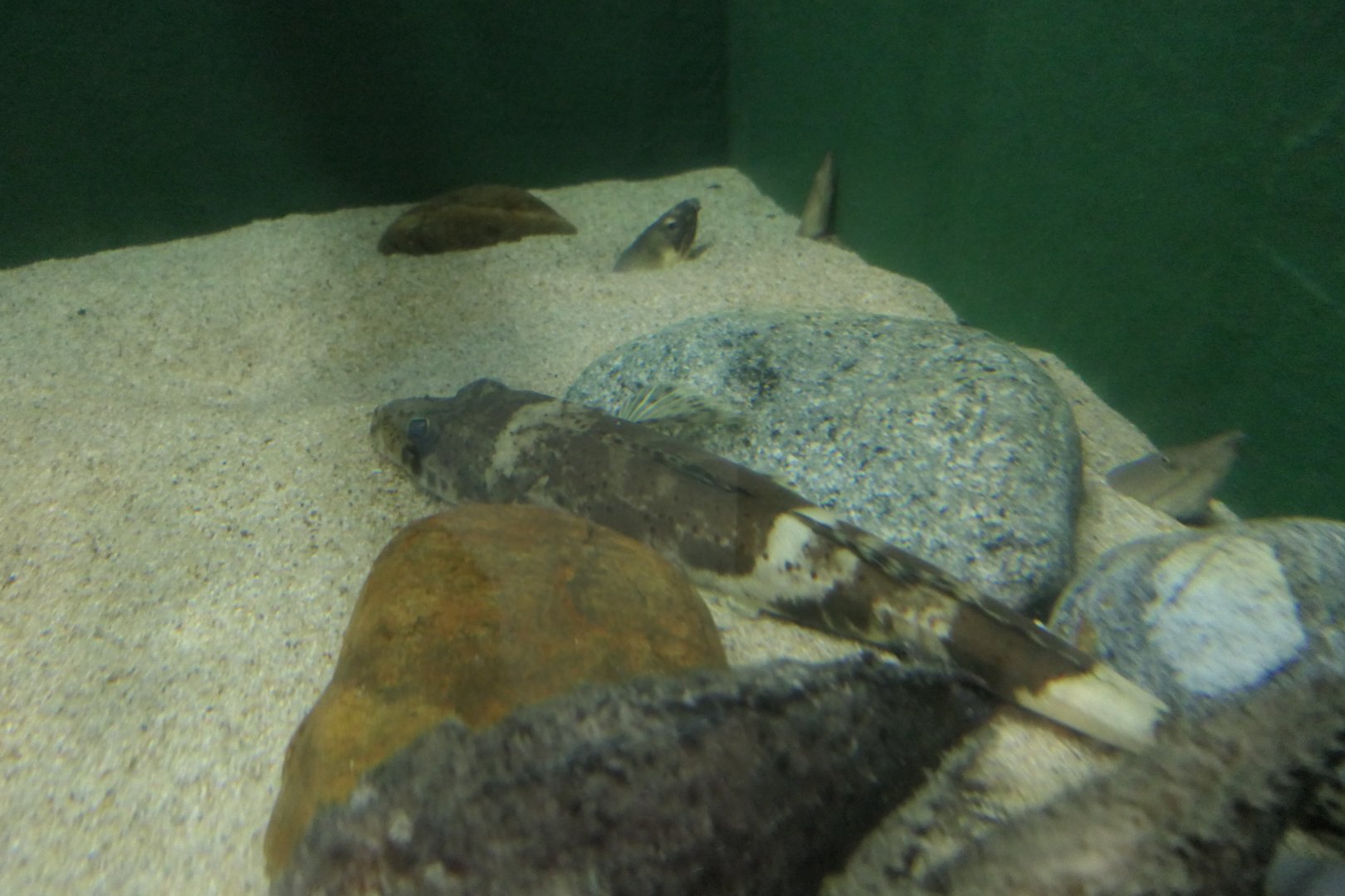 Crocodile Flathead (Cociella crocodilus) - Uozu Aquarium