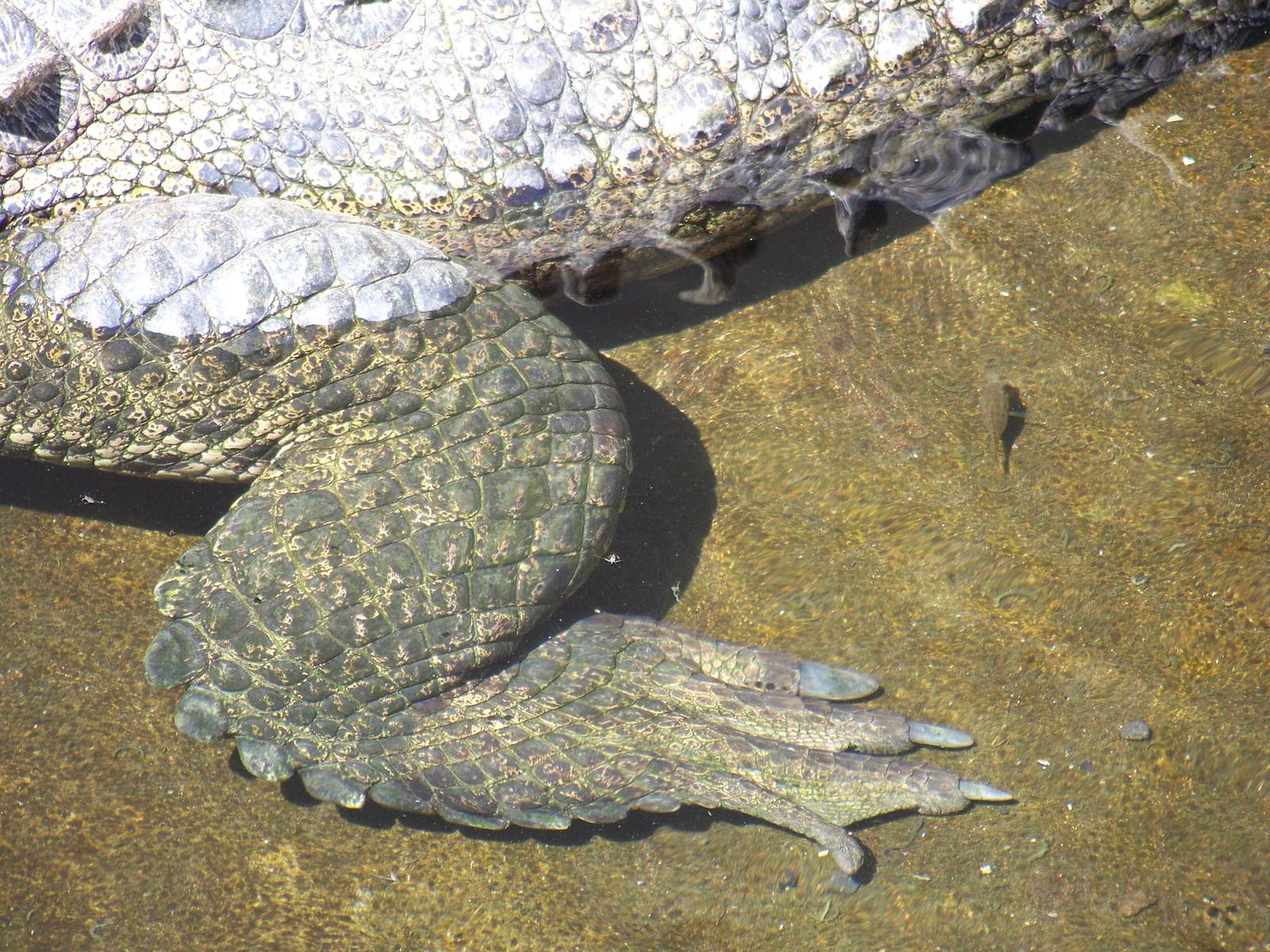 Crocodile foot