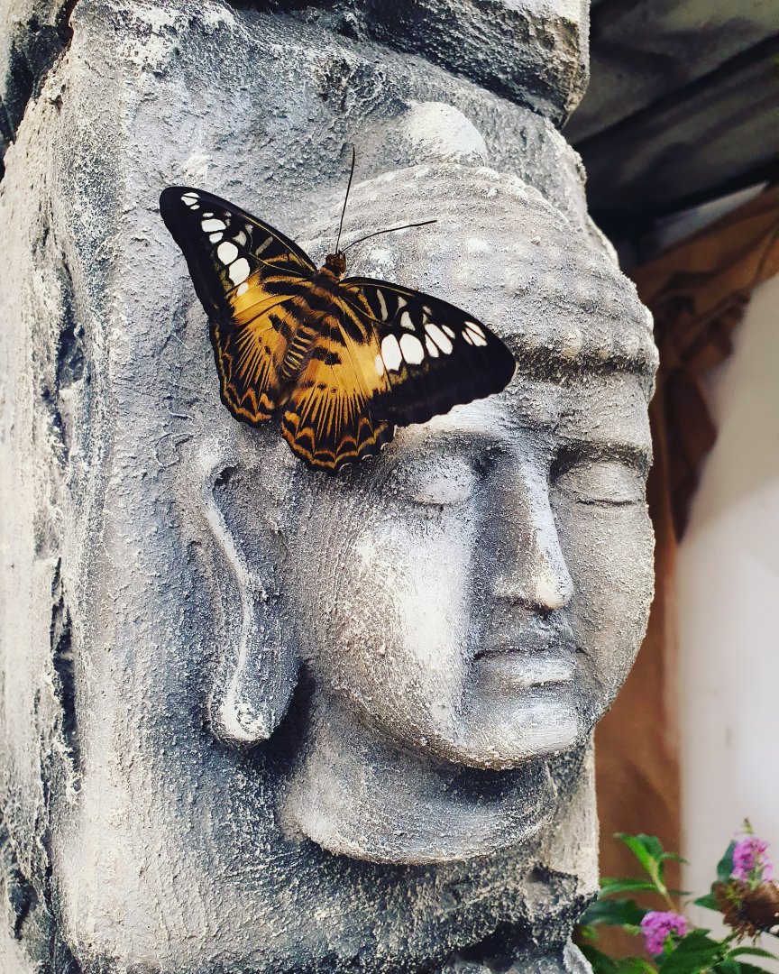 Crocodile Forest || South-East Asia