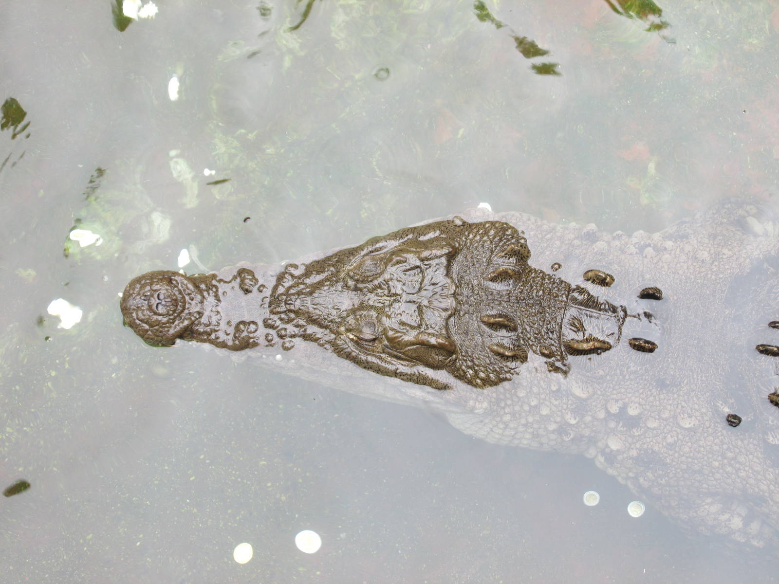 crocodile guadalajara zoo
