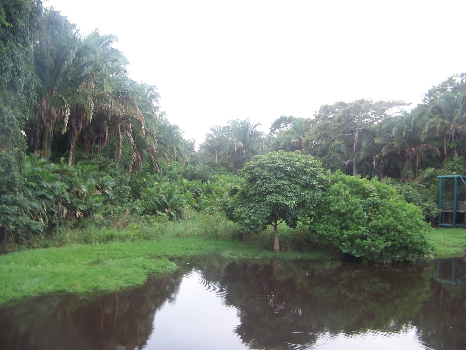 Crocodile habitat