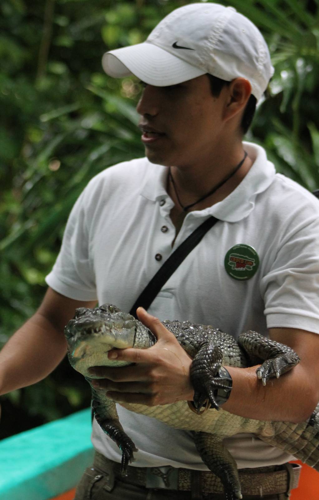 Crocodile handling