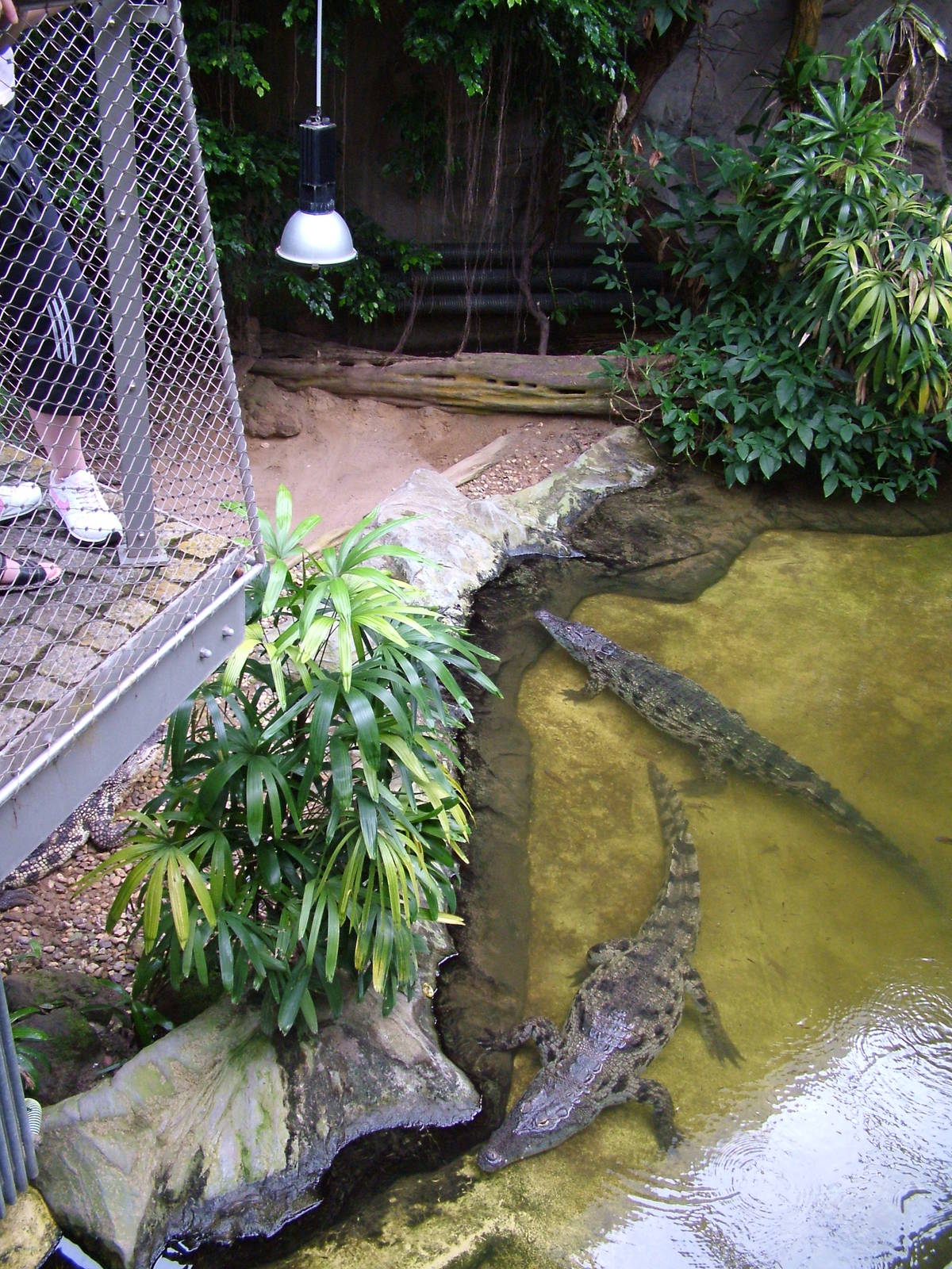 Crocodile House at Halle, 04/09/11