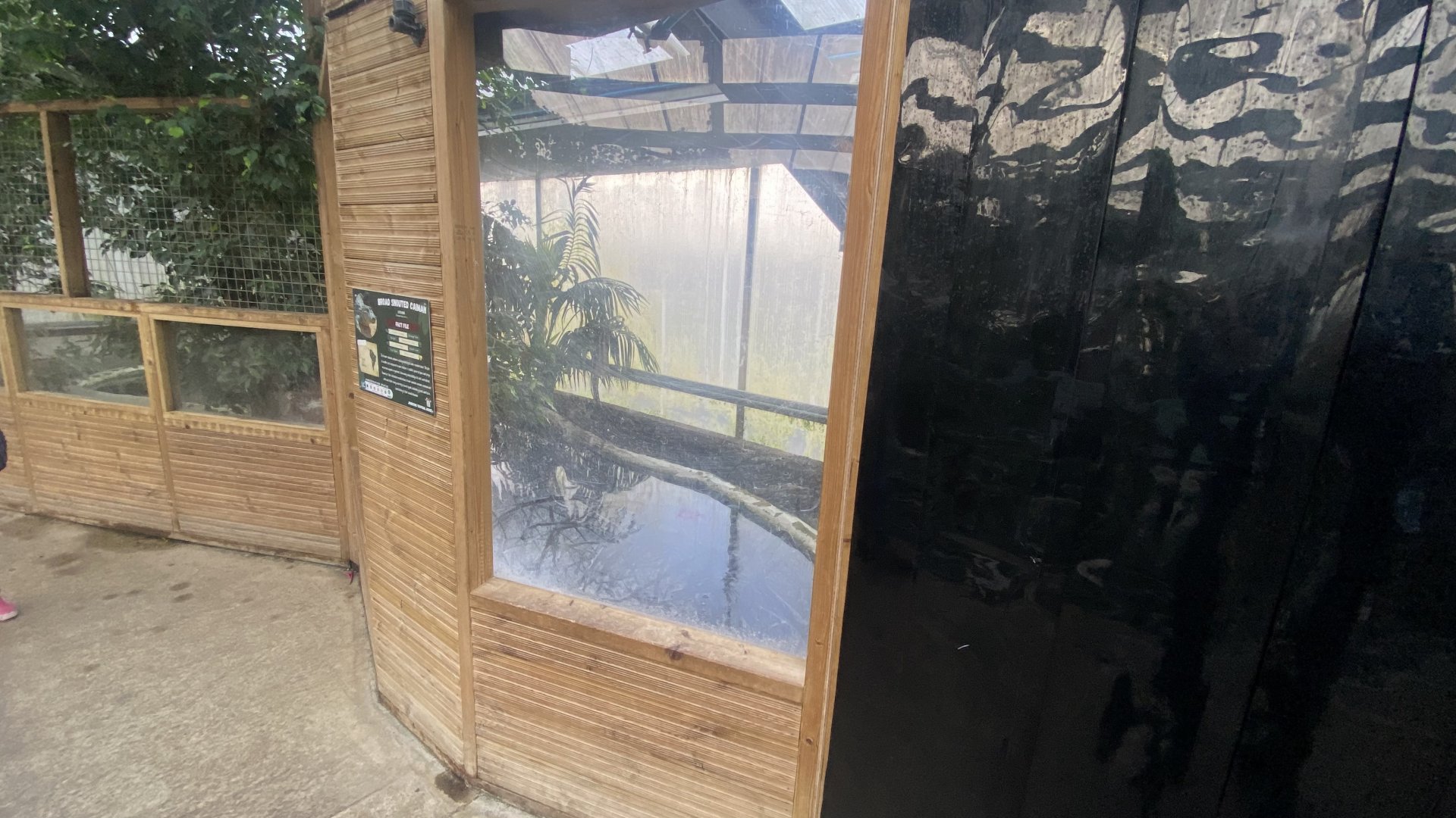 Crocodile House - Broad-snouted caiman enclosure 021125