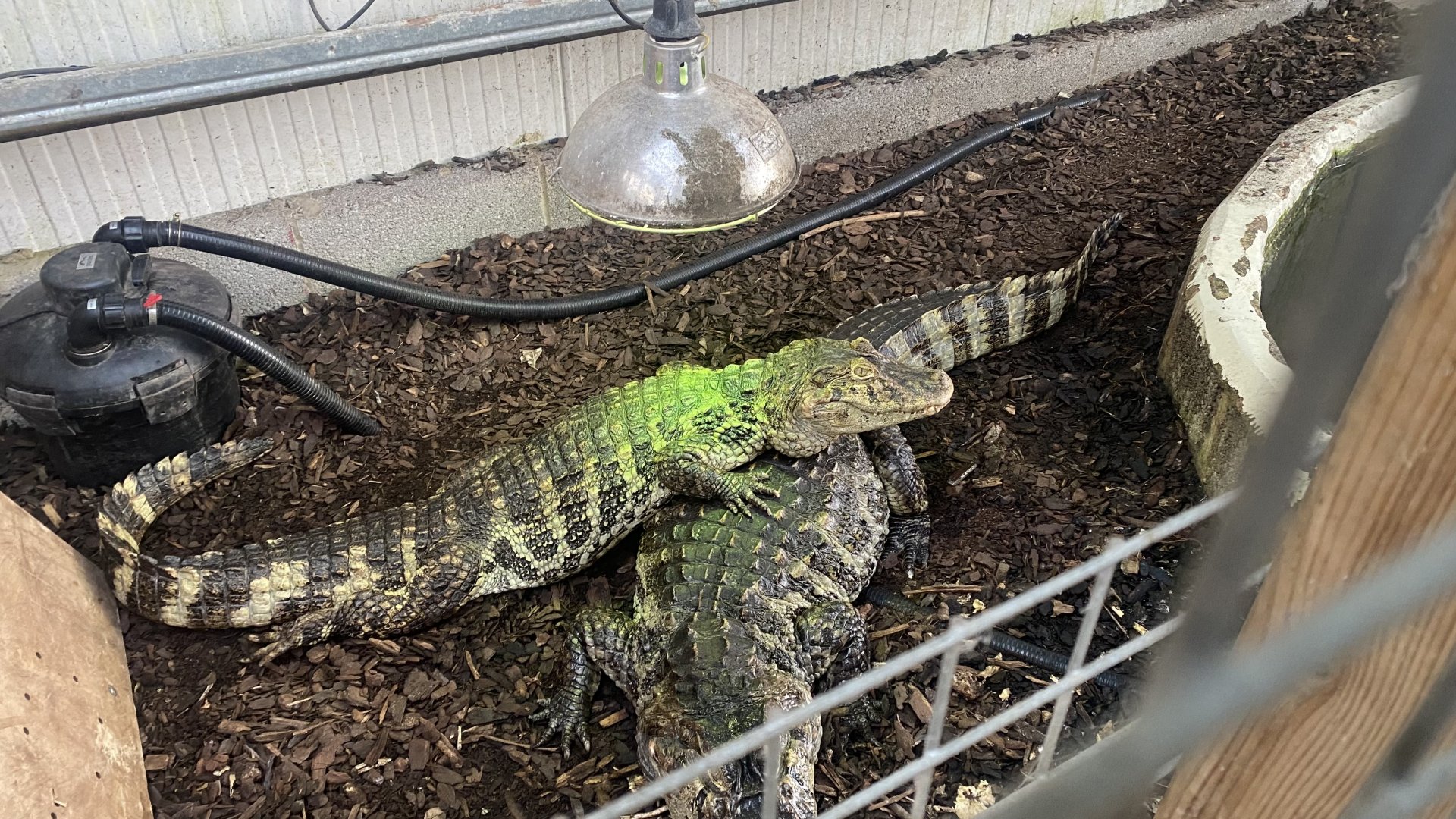 Crocodile House - Broad-snouted caimans 021125