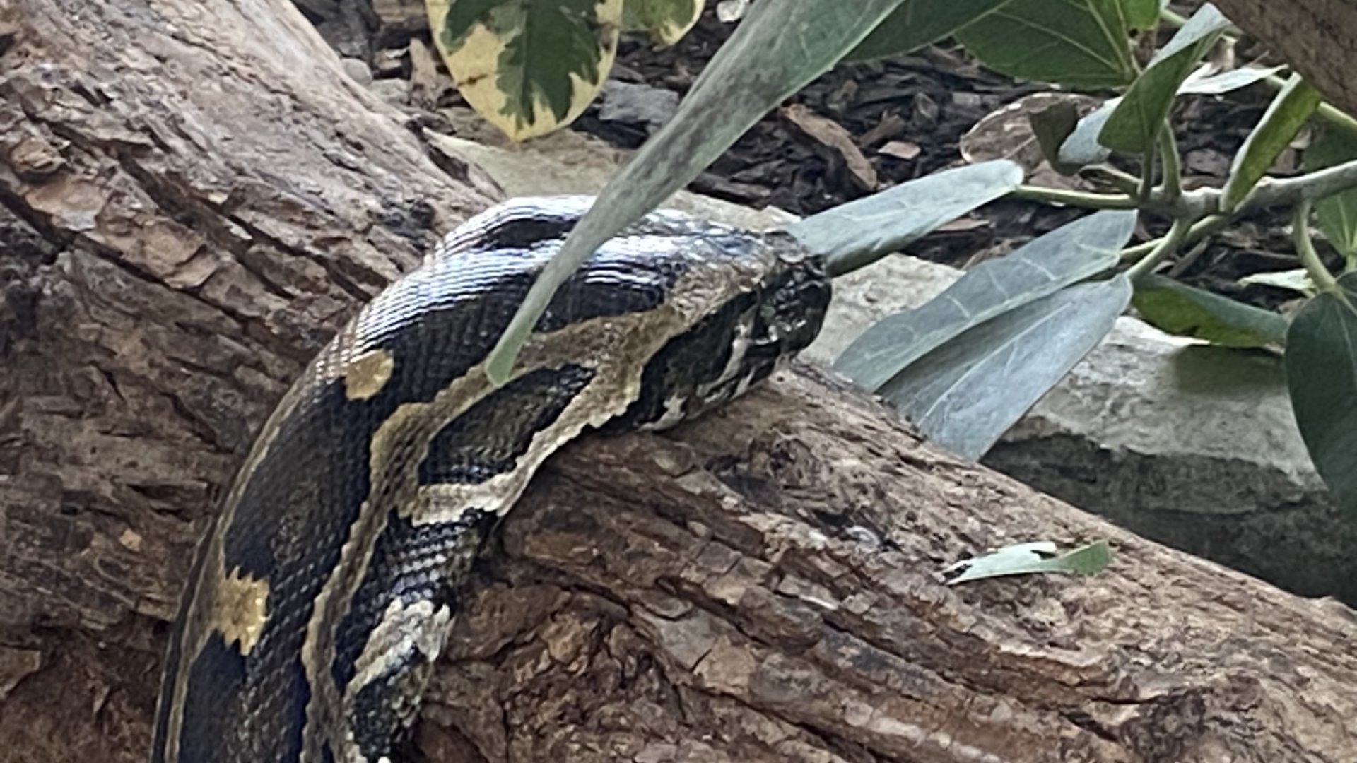 Crocodile House - Burmese python 021125