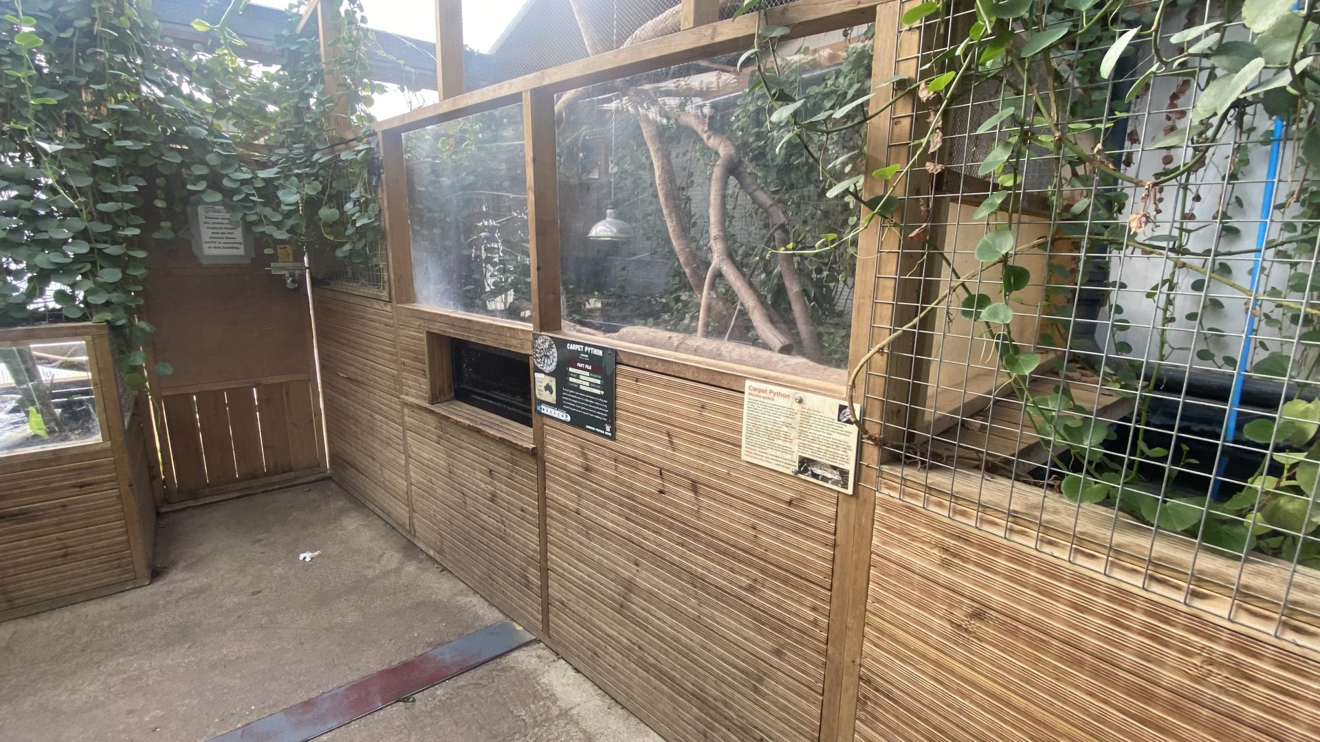 Crocodile House - Carpet python exhibit 021125