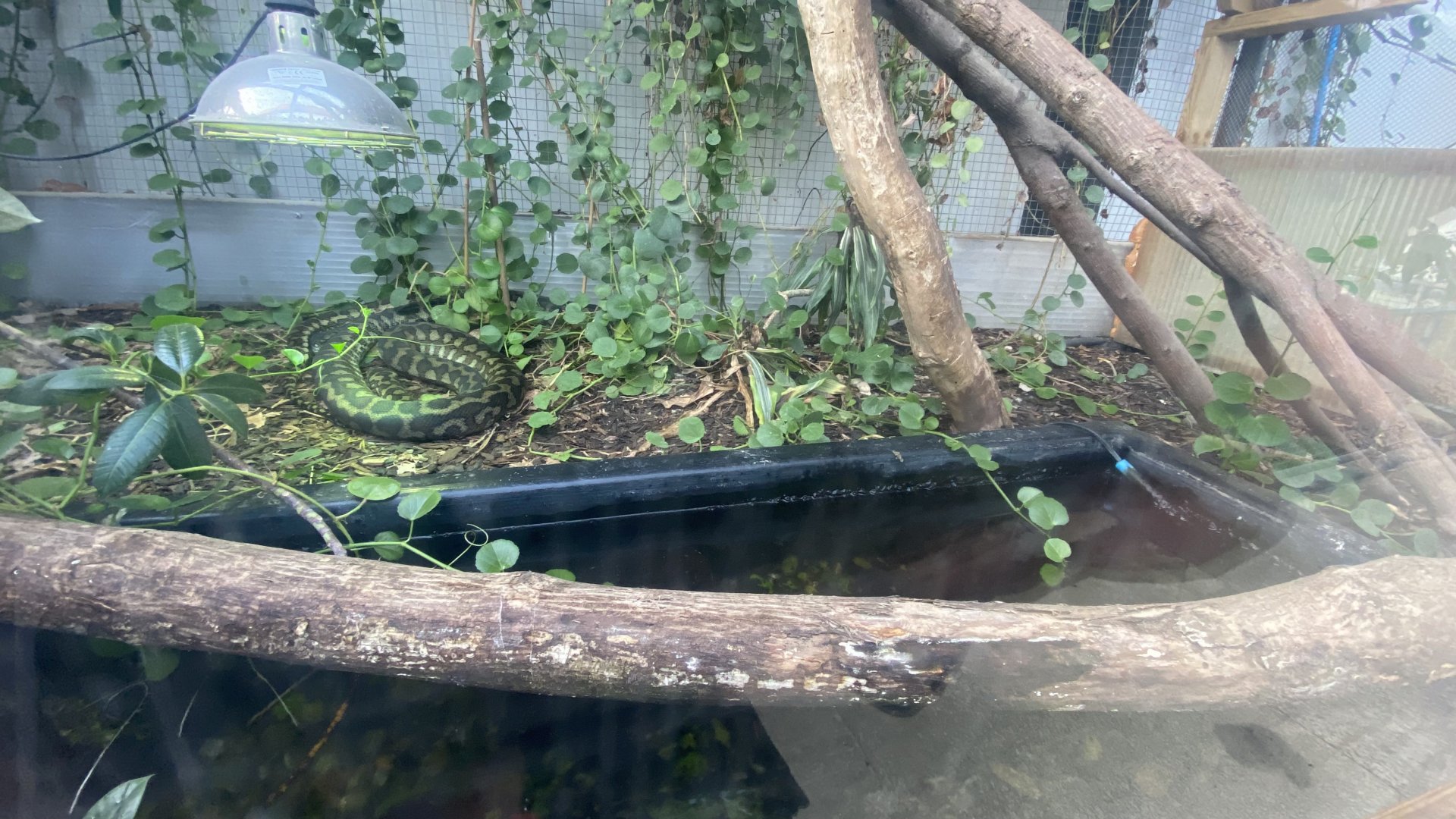 Crocodile House - Carpet python exhibit 021125