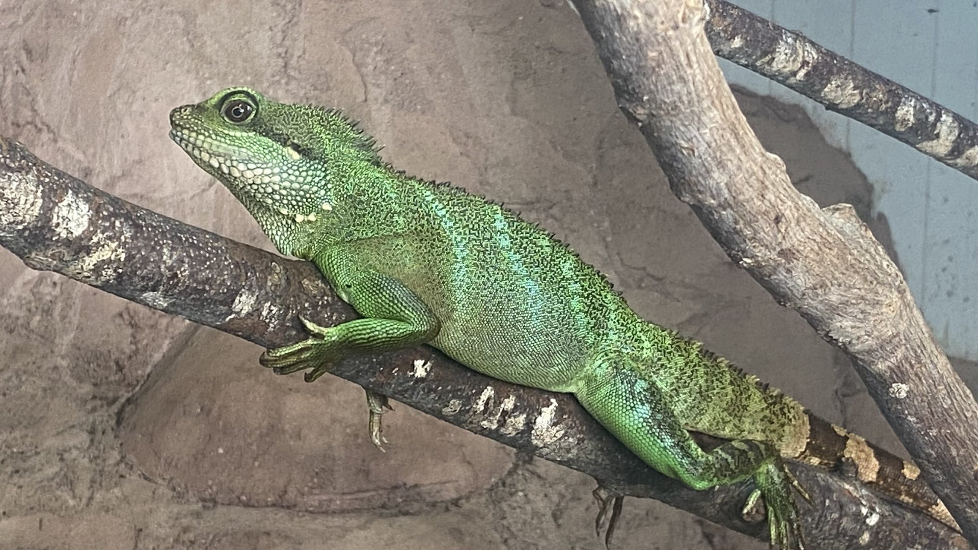 Crocodile House - Chinese water dragon 021125