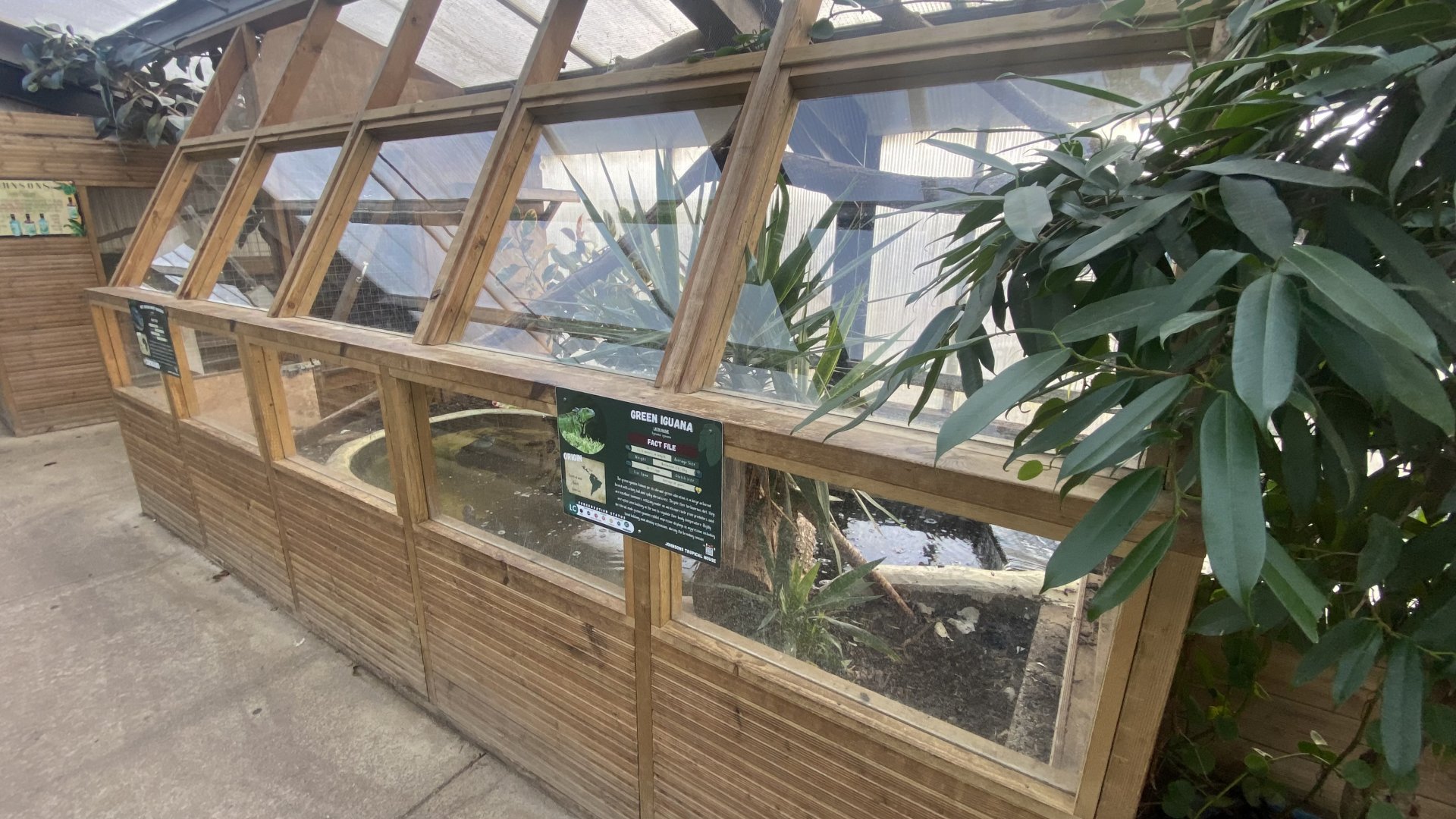 Crocodile House - Common green iguana exhibit 021125