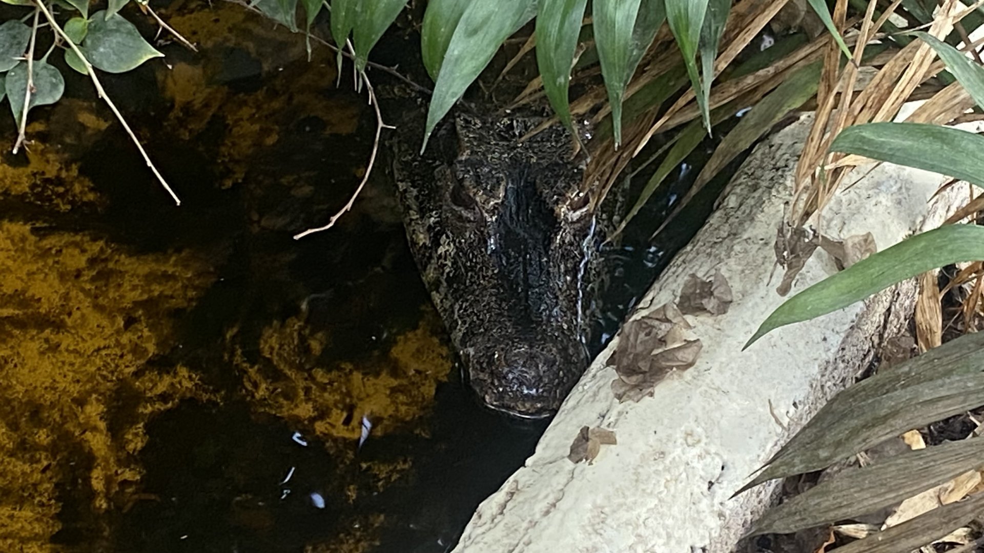 Crocodile House - Cuvier’s dwarf caiman 021125