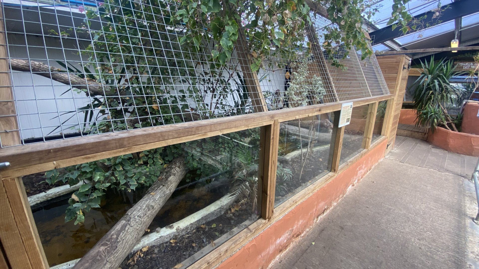 Crocodile House - Cuvier’s dwarf caiman exhibit 021125