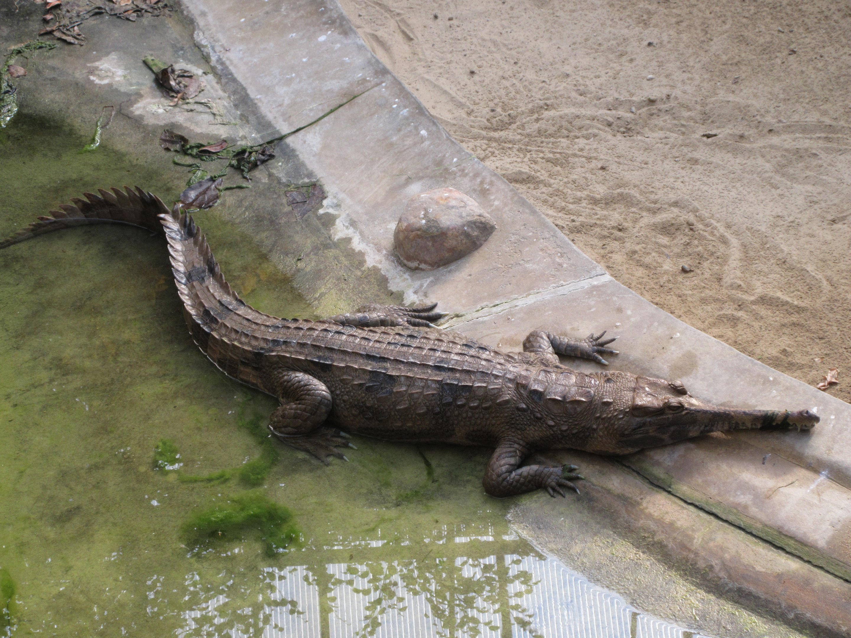 Crocodile House - False Gavial