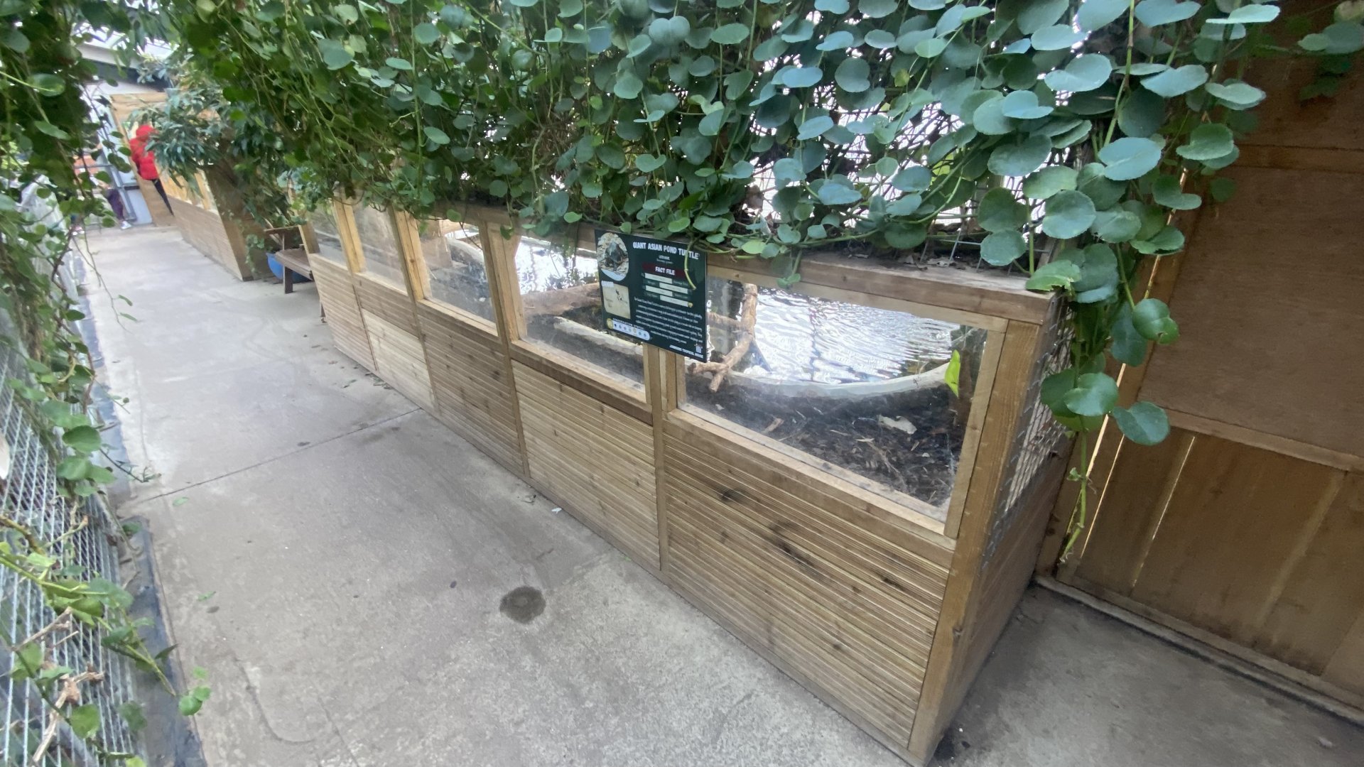 Crocodile House - Giant Asian pond turtle exhibit 021125