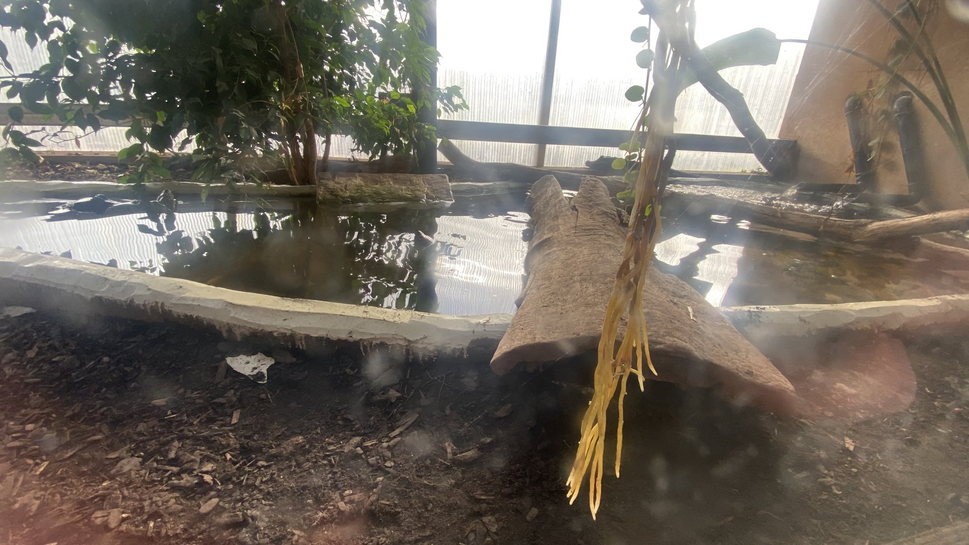 Crocodile House - Giant Asian pond turtle exhibit 021125